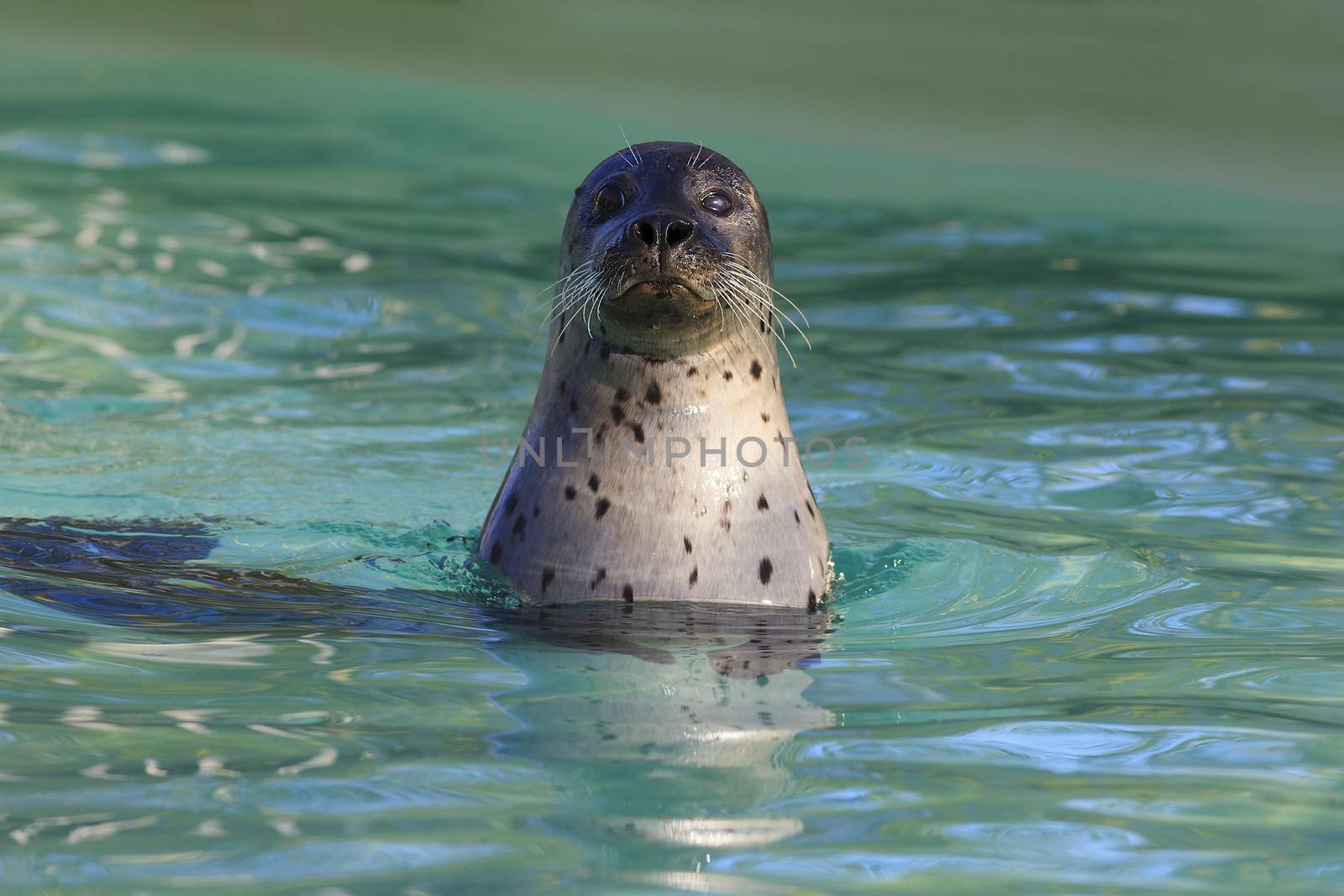 Head of cute swimming seal