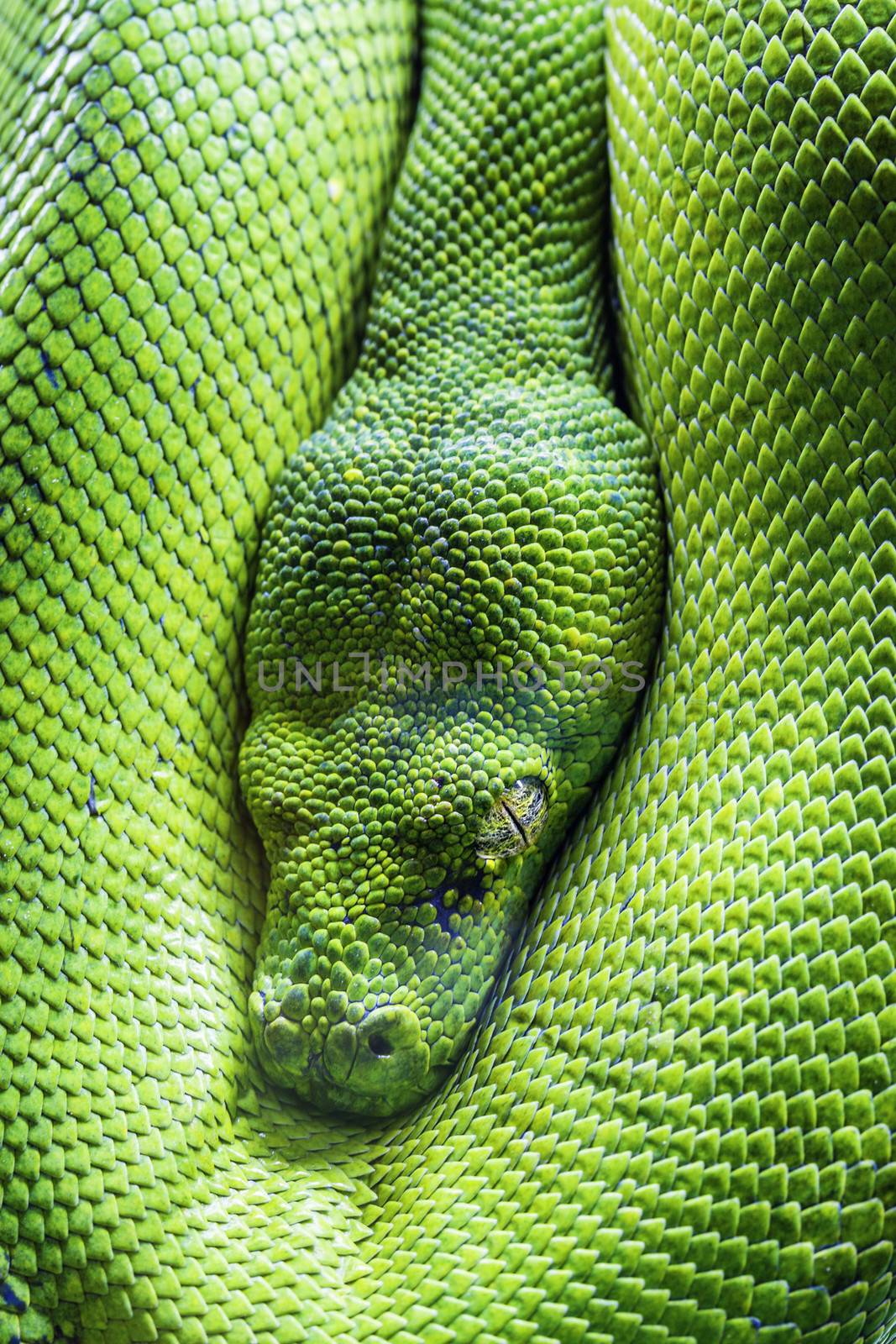 View of green tree python eye