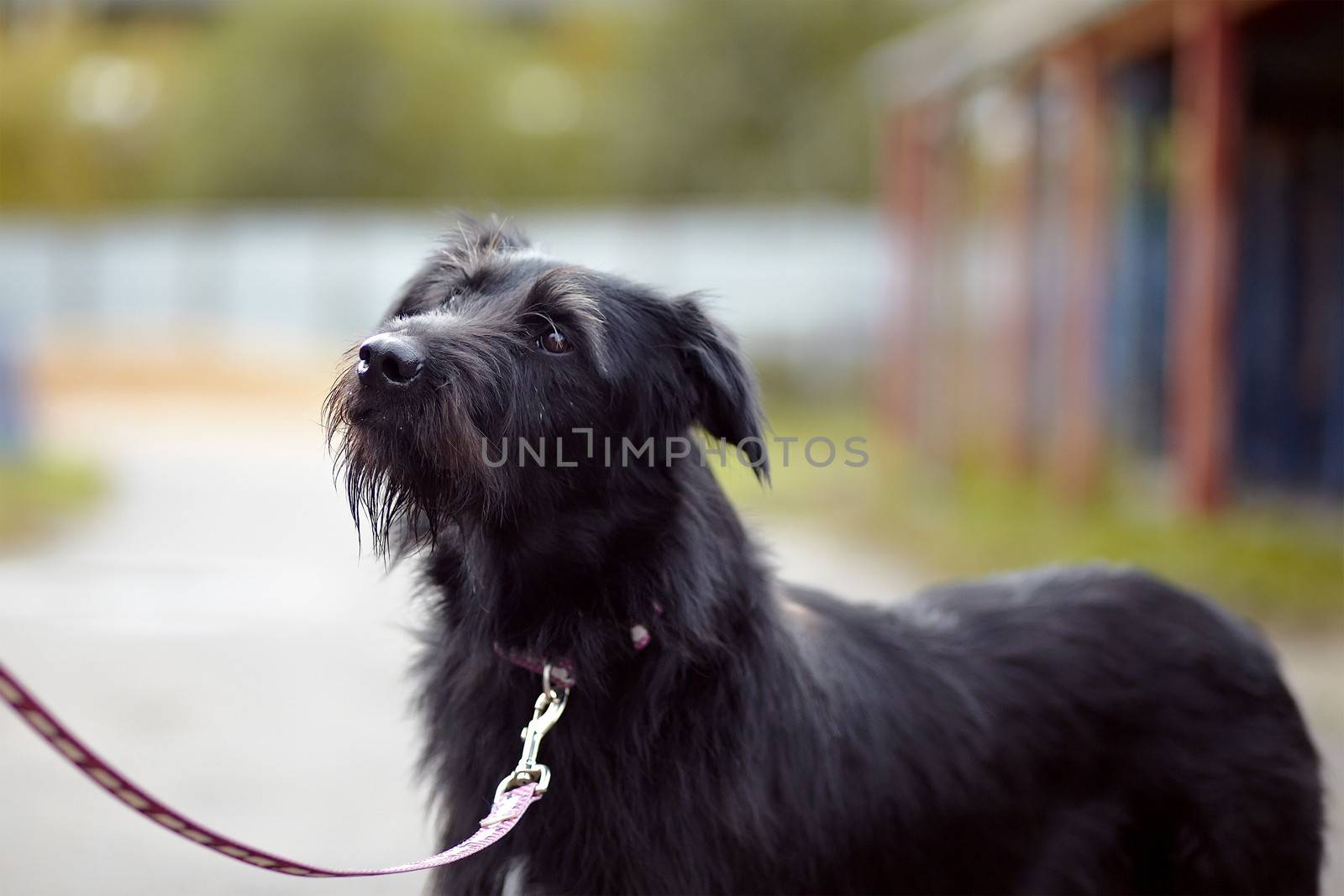 Portrait of a black not purebred dog. Not purebred dog. Doggie on walk. The large not purebred mongrel.