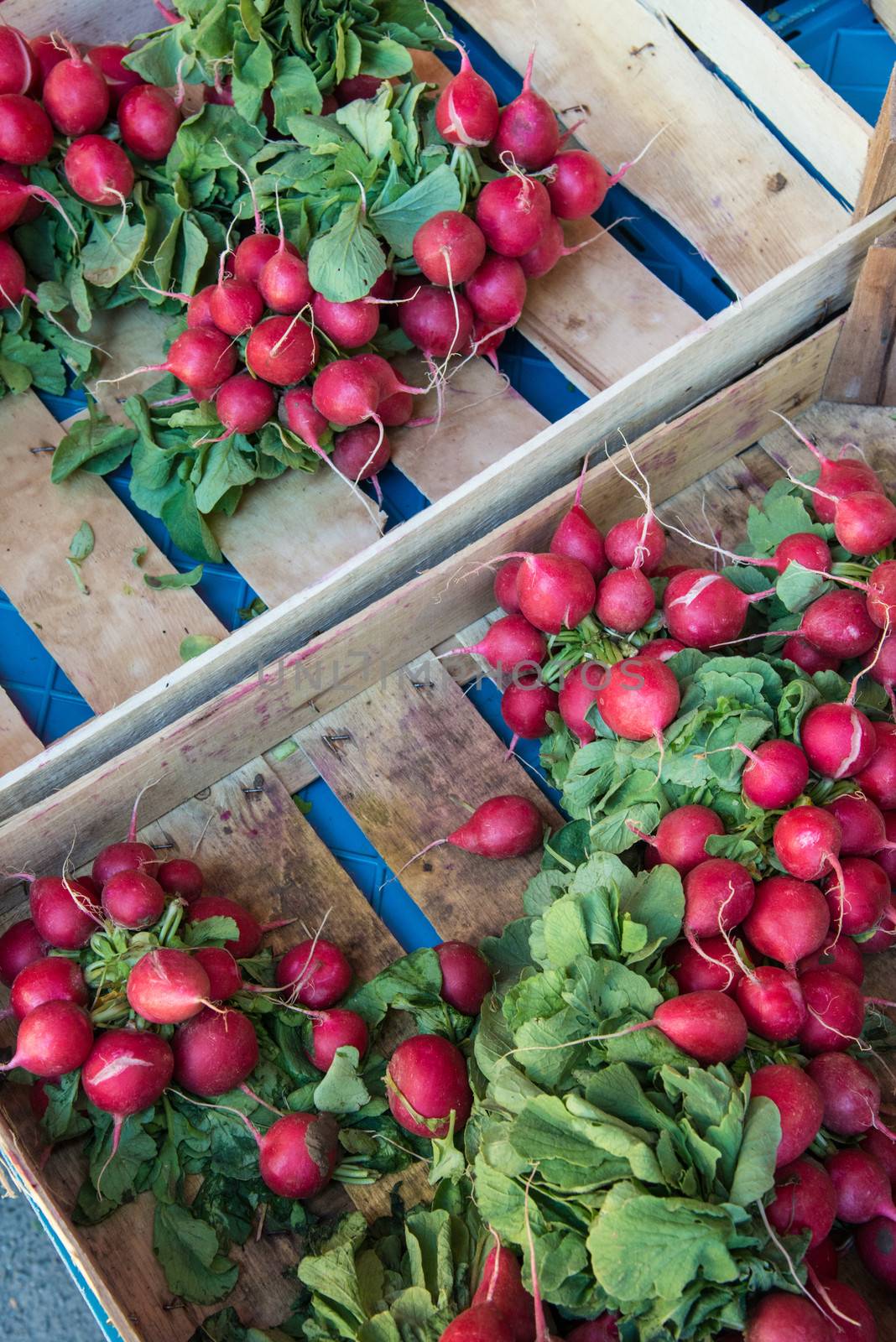 radishes at farmer's market by rongreer
