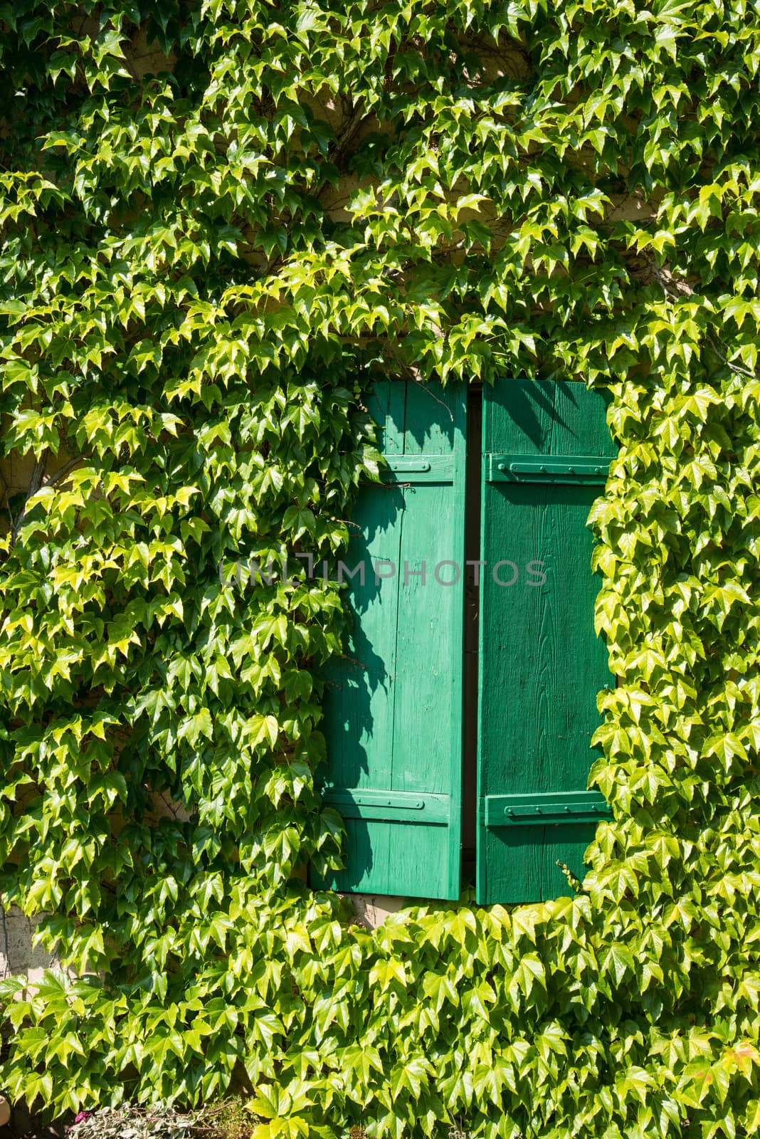 france, ivy covered house wall with green wood shutters by rongreer