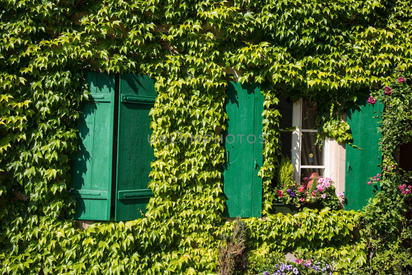 france, ivy covered house wall with green wood shutters by rongreer