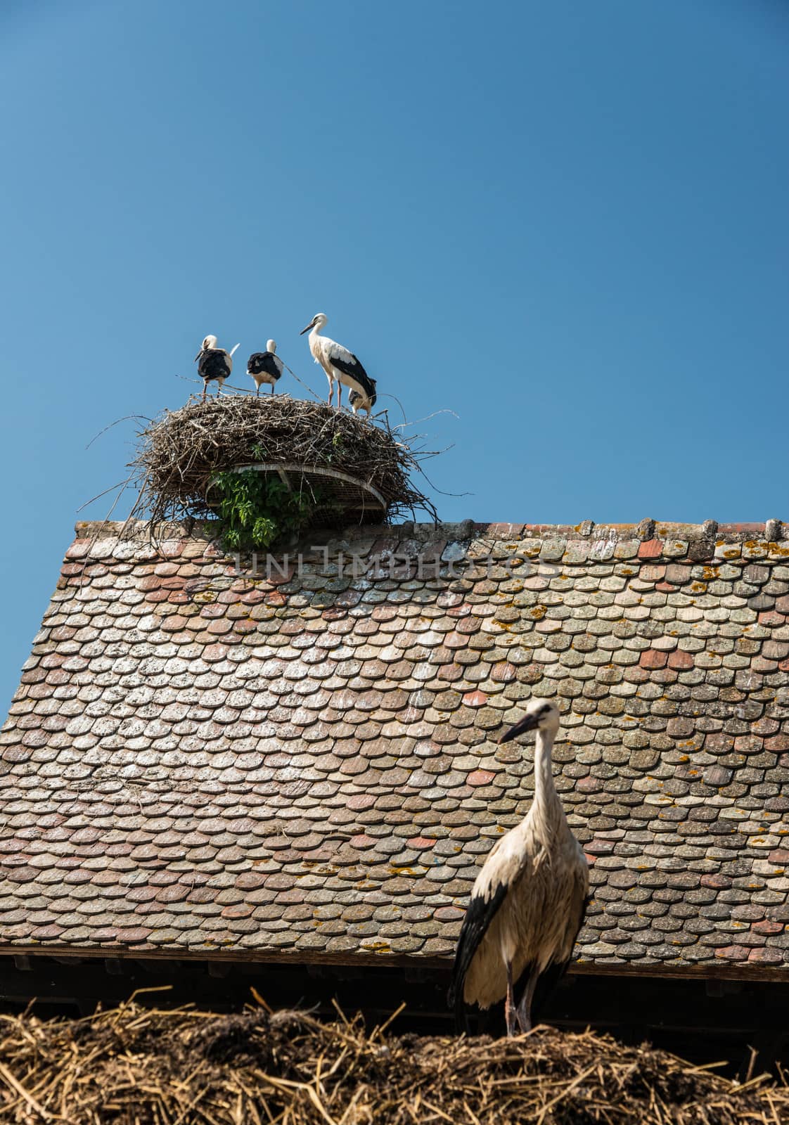 Storks on roof nest, France by rongreer