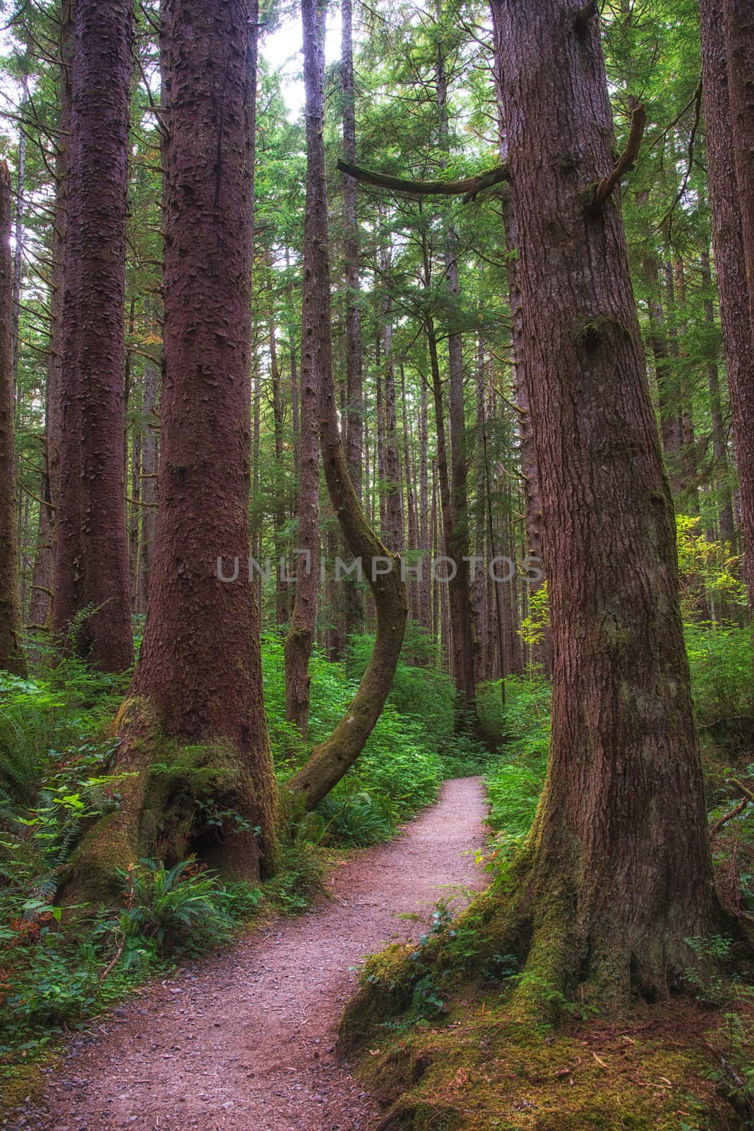 hiking trail, Washington State by rongreer