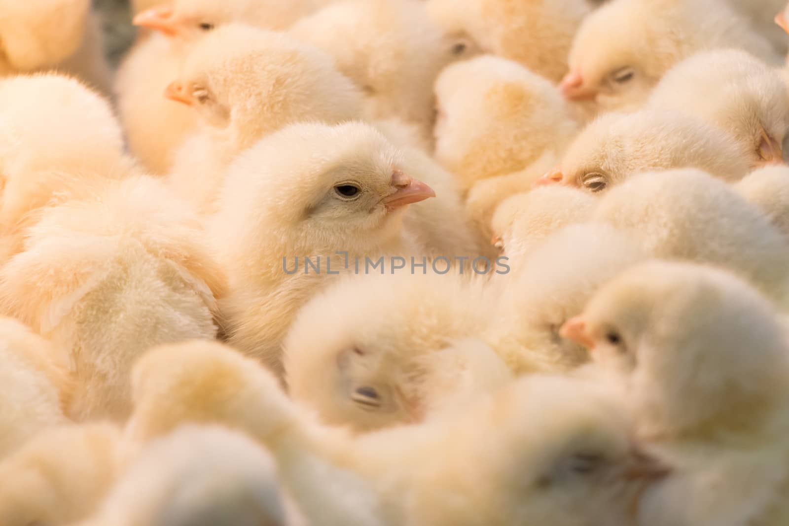 Large group of baby chicks in chicken farm