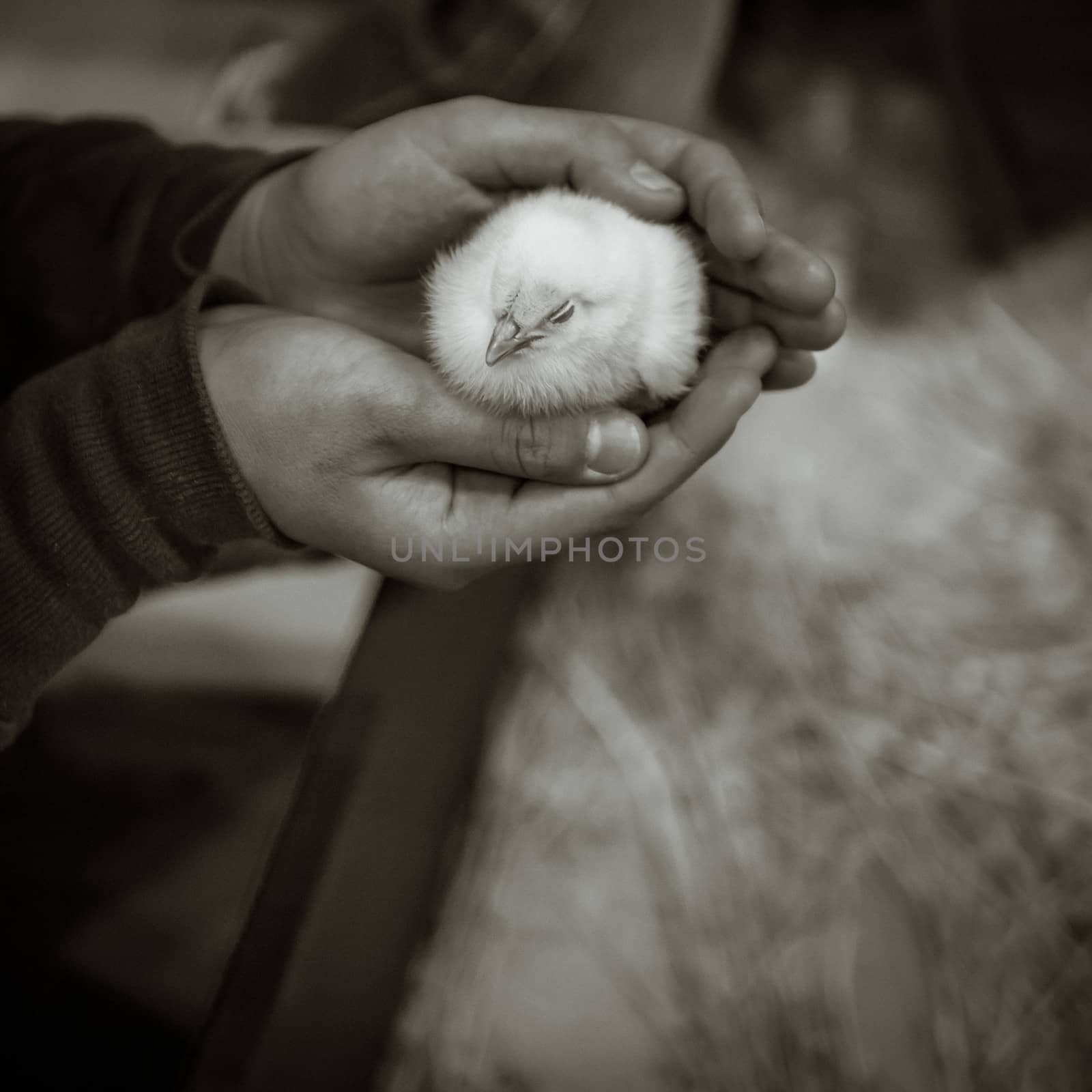 Baby Chick  by Aduldej