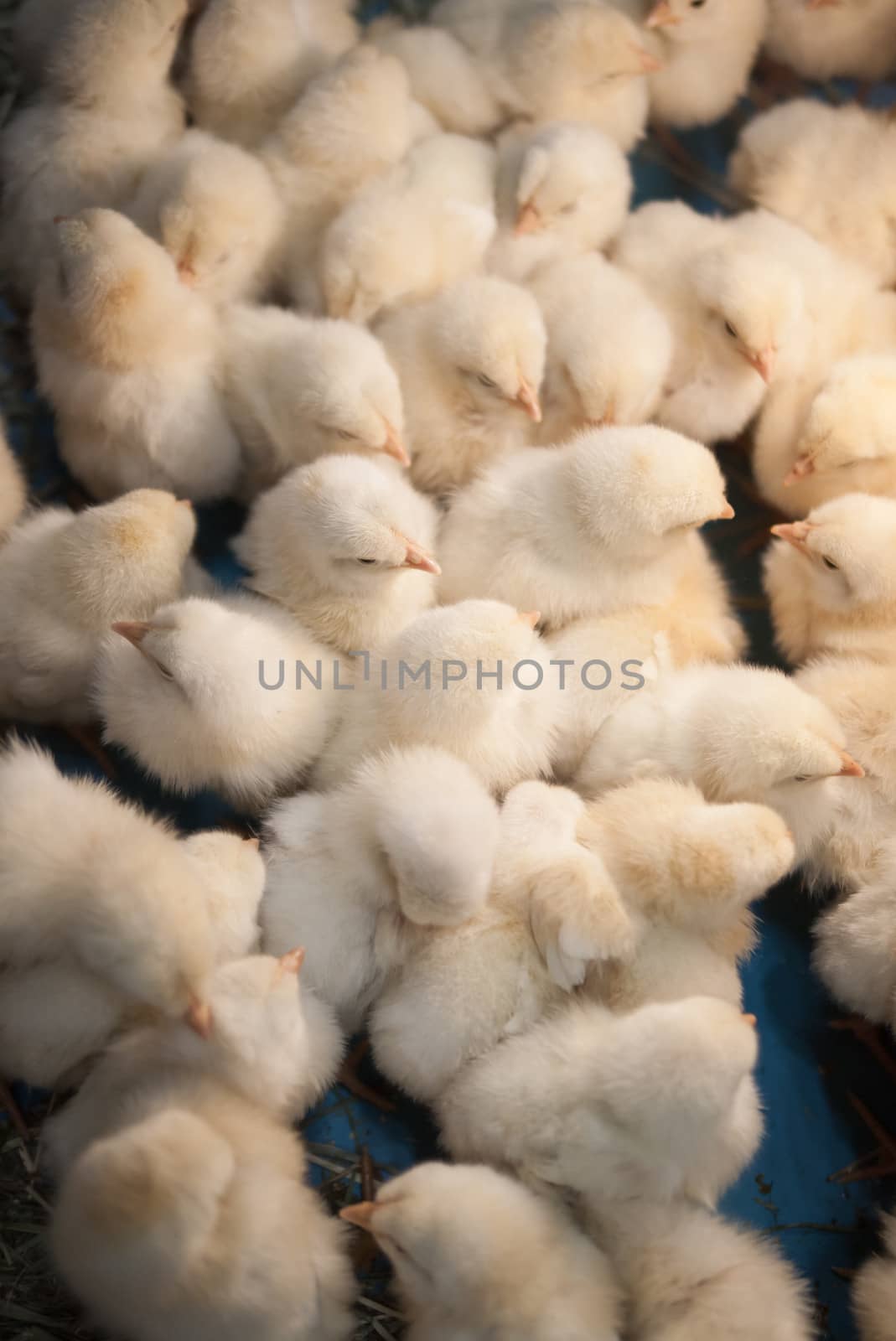 Large group of baby chicks in chicken farm