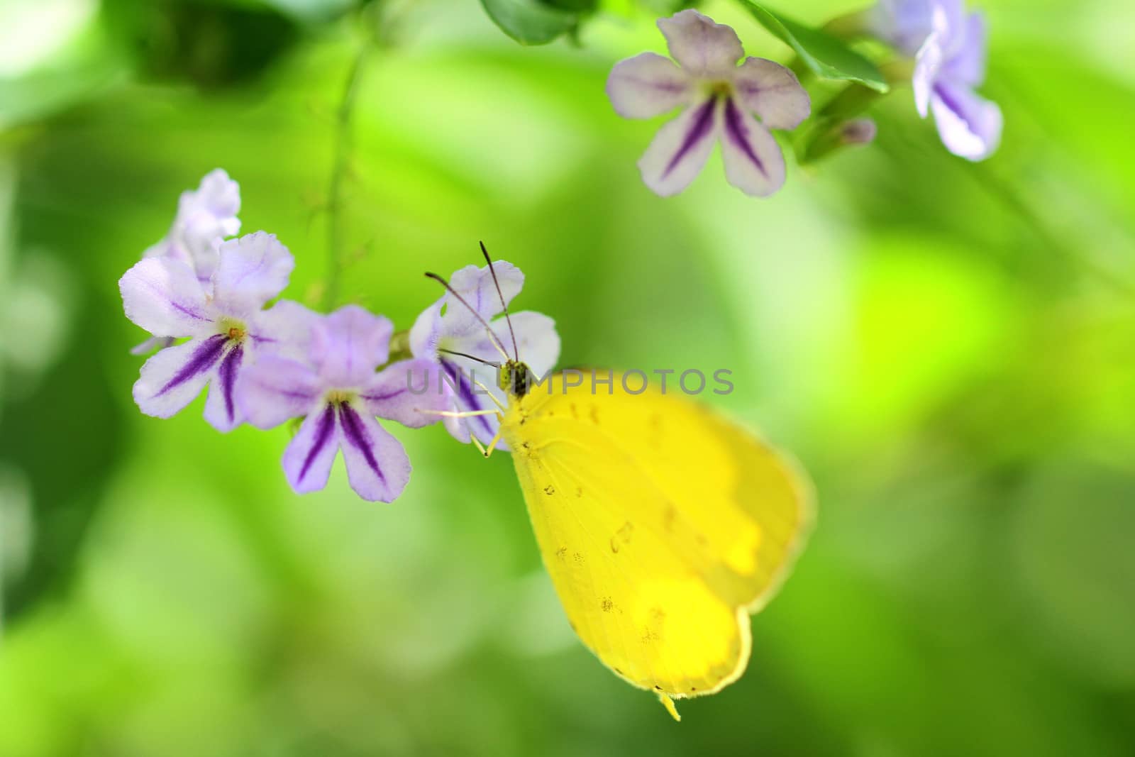 yellow butterfly Orange Emigrant  Catopsilia scylla cornelia by pbsubhash