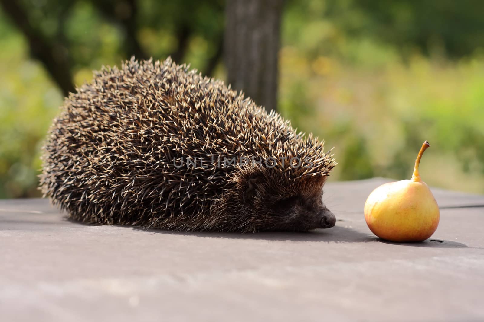 Hedgehoc with pear