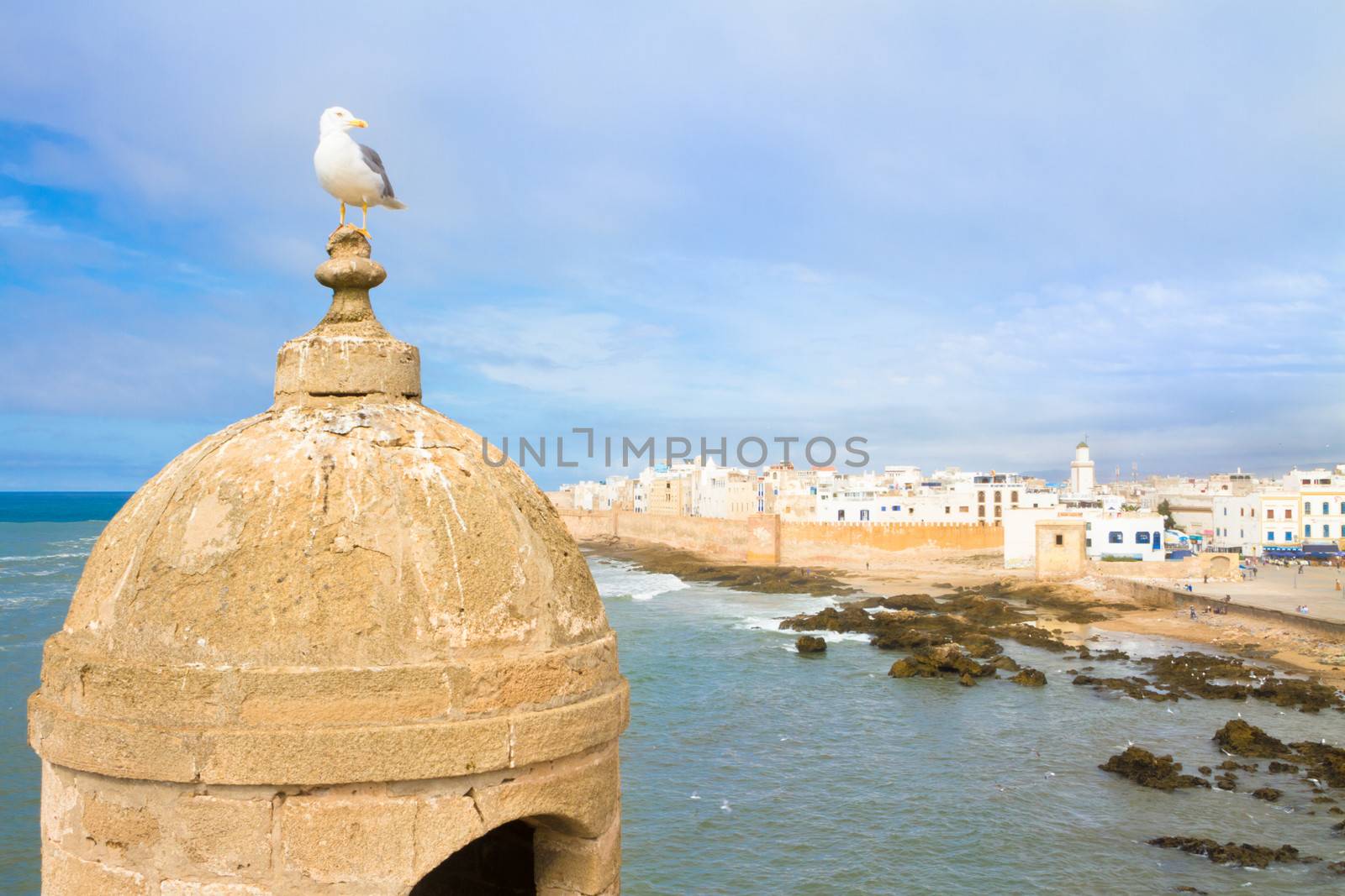 Seagull; Essaouira - Magador, Marrakech, Morocco. by kasto