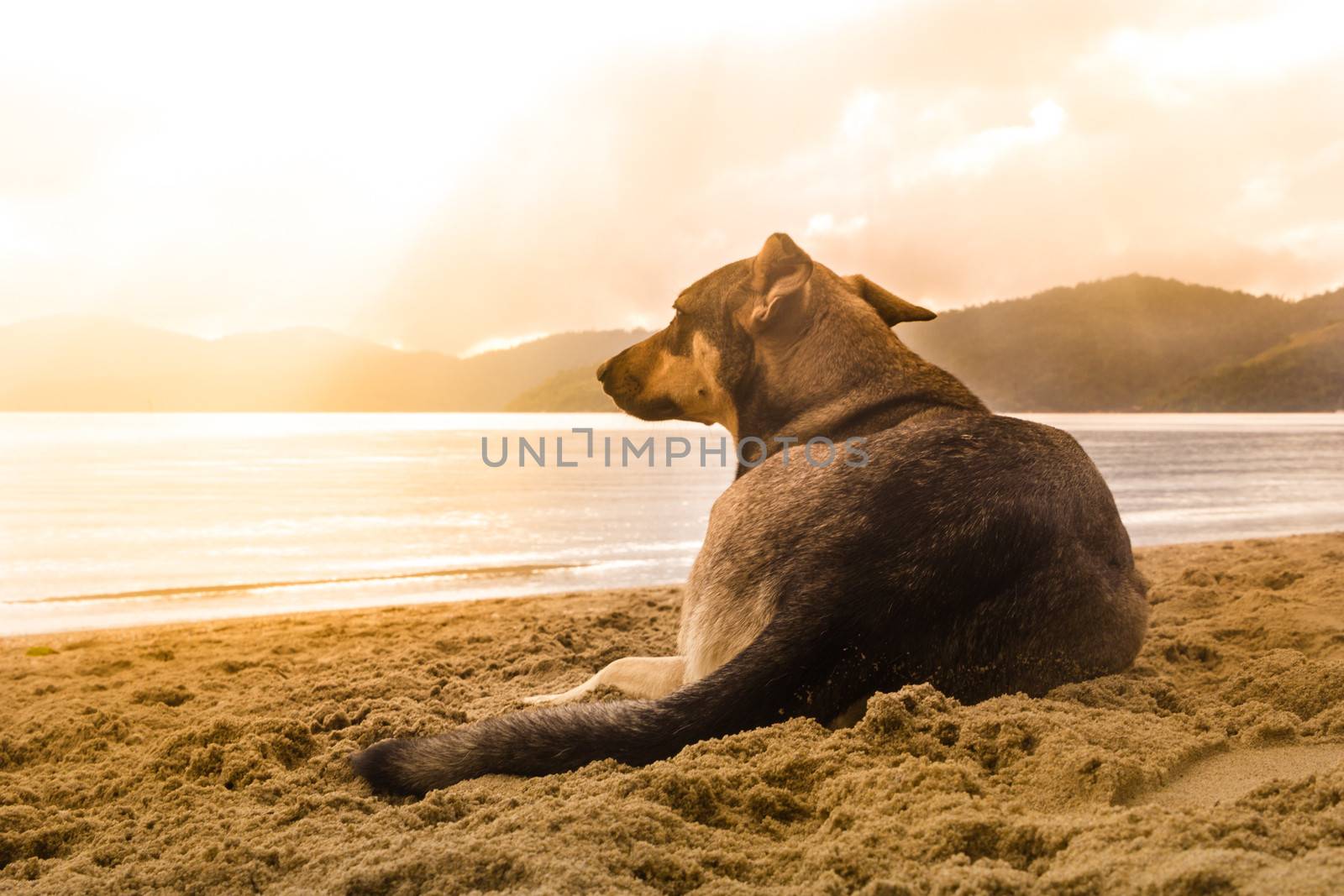 Dog lying on the beach.
