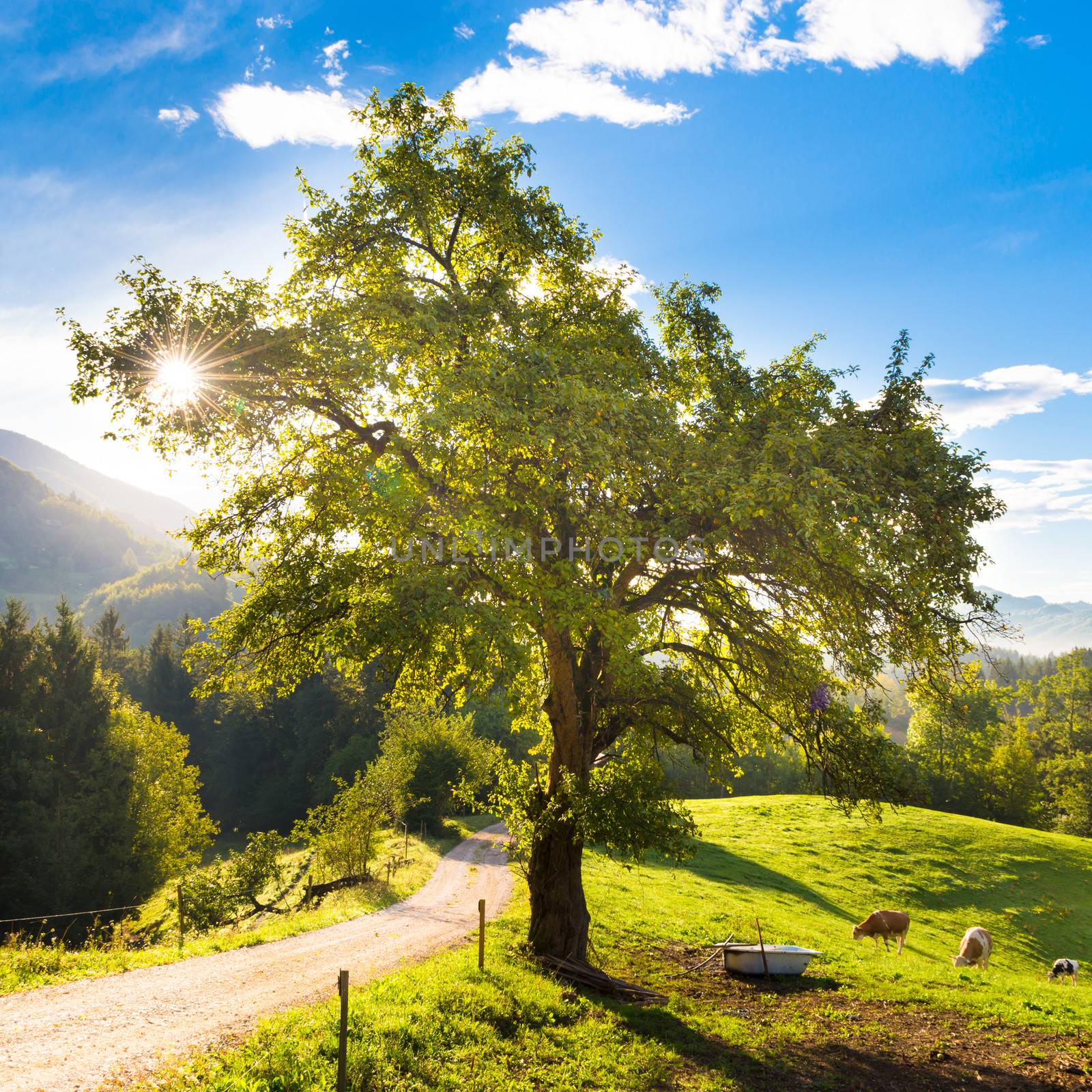 Cows grazing in the countryside in idyllic rural areas of Slovenia, Europe. Morning sunbeams shine trough the branches of apple tree.