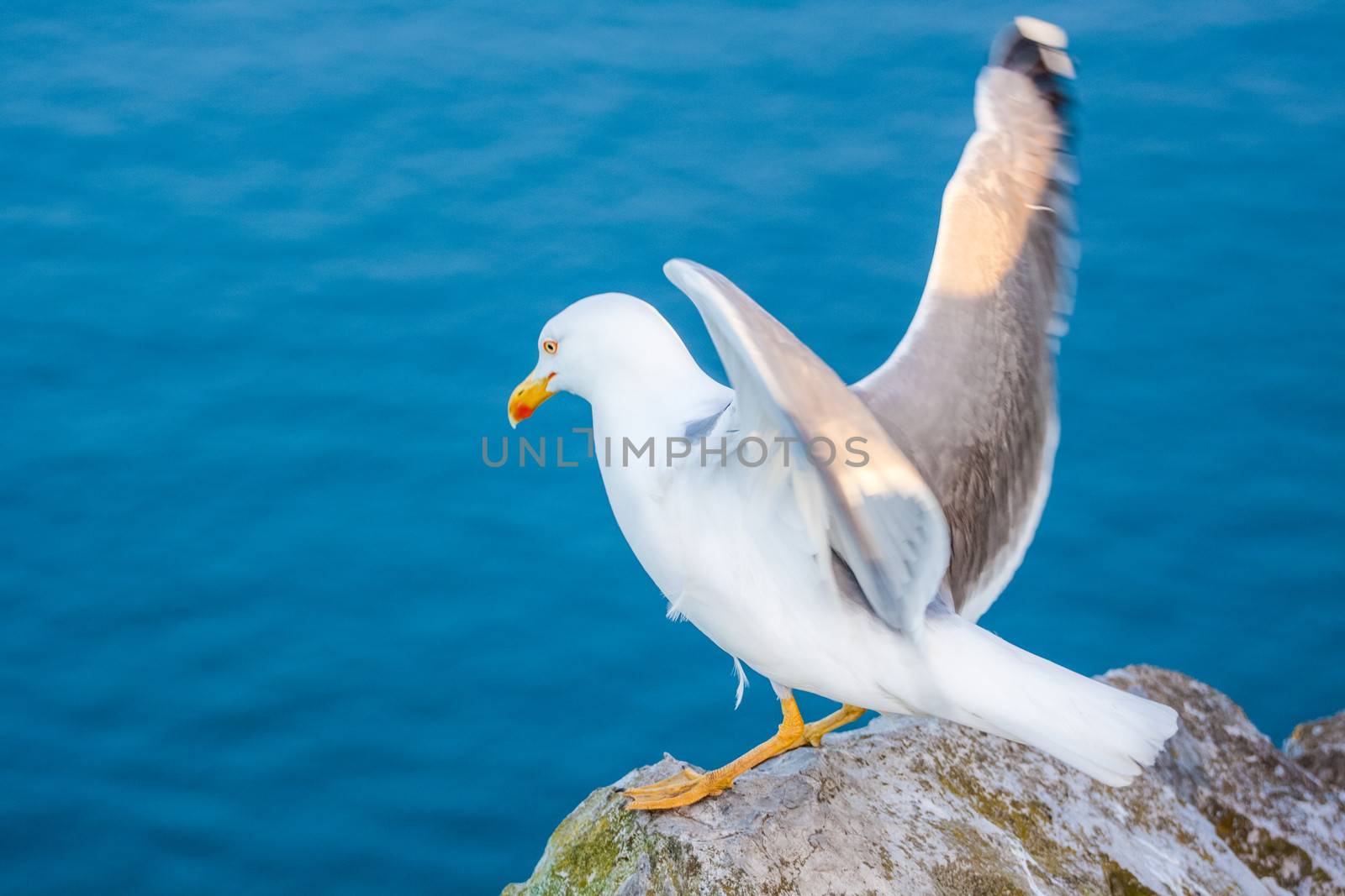 Sea gull by kasto