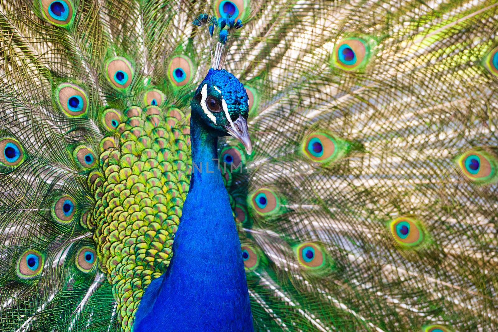 Colorful 'Blue Ribbon' Peacock in full feather (color saturated)