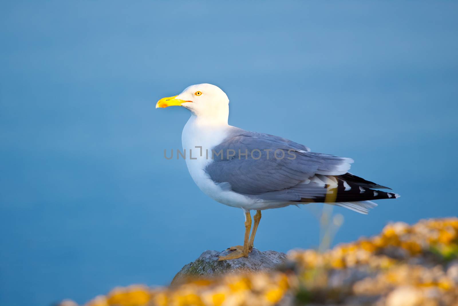 Sea gull at a beach near Gibraltar.