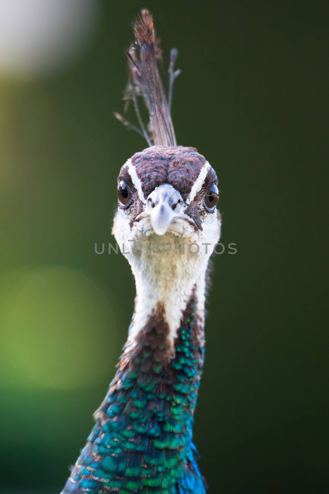 Colorful Female Peacock seducing during mating.