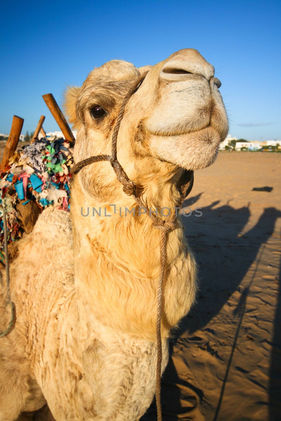 Portrait of a cheerful domestic camel.