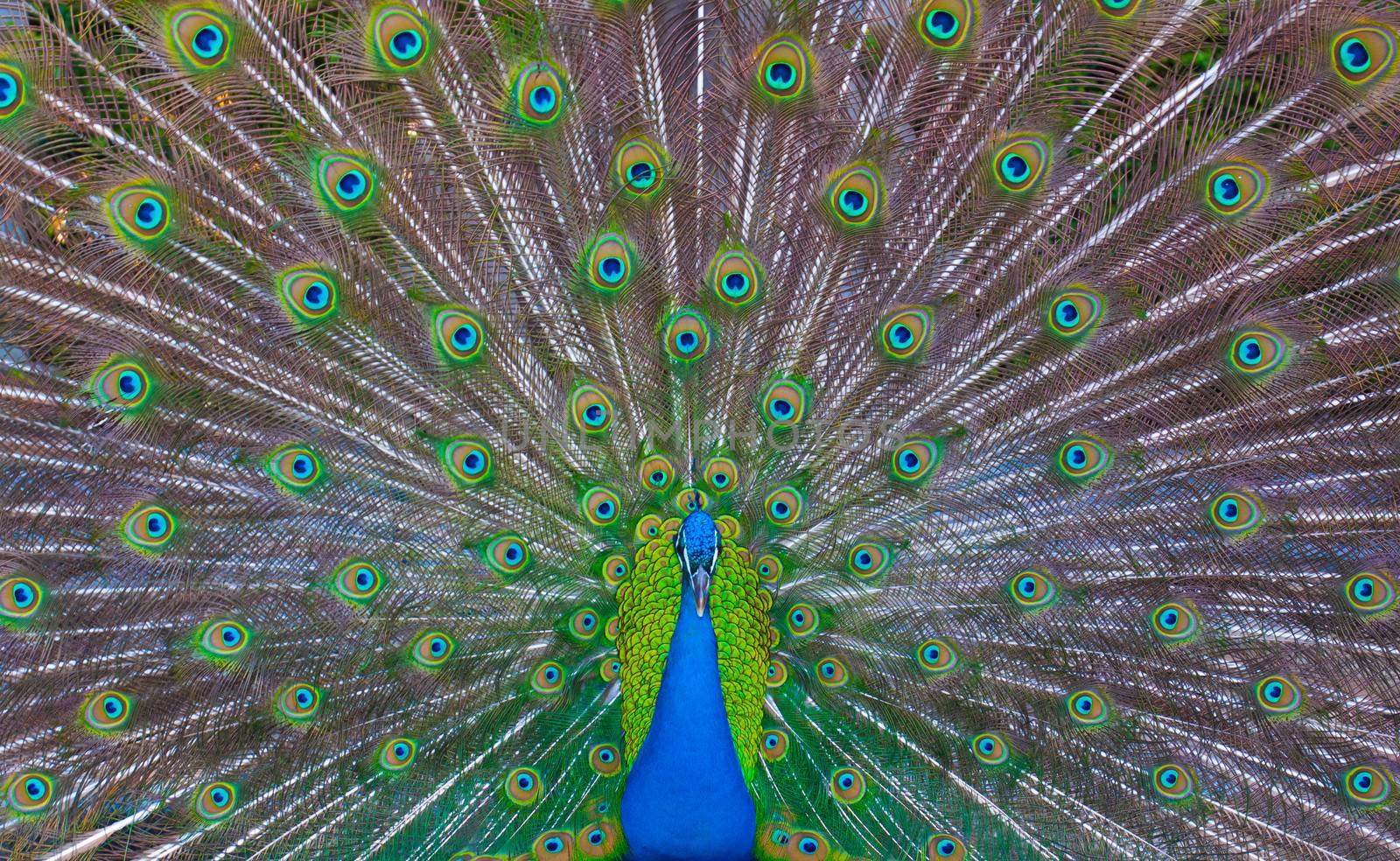 Peacock showing his majestic tail during the mating season.