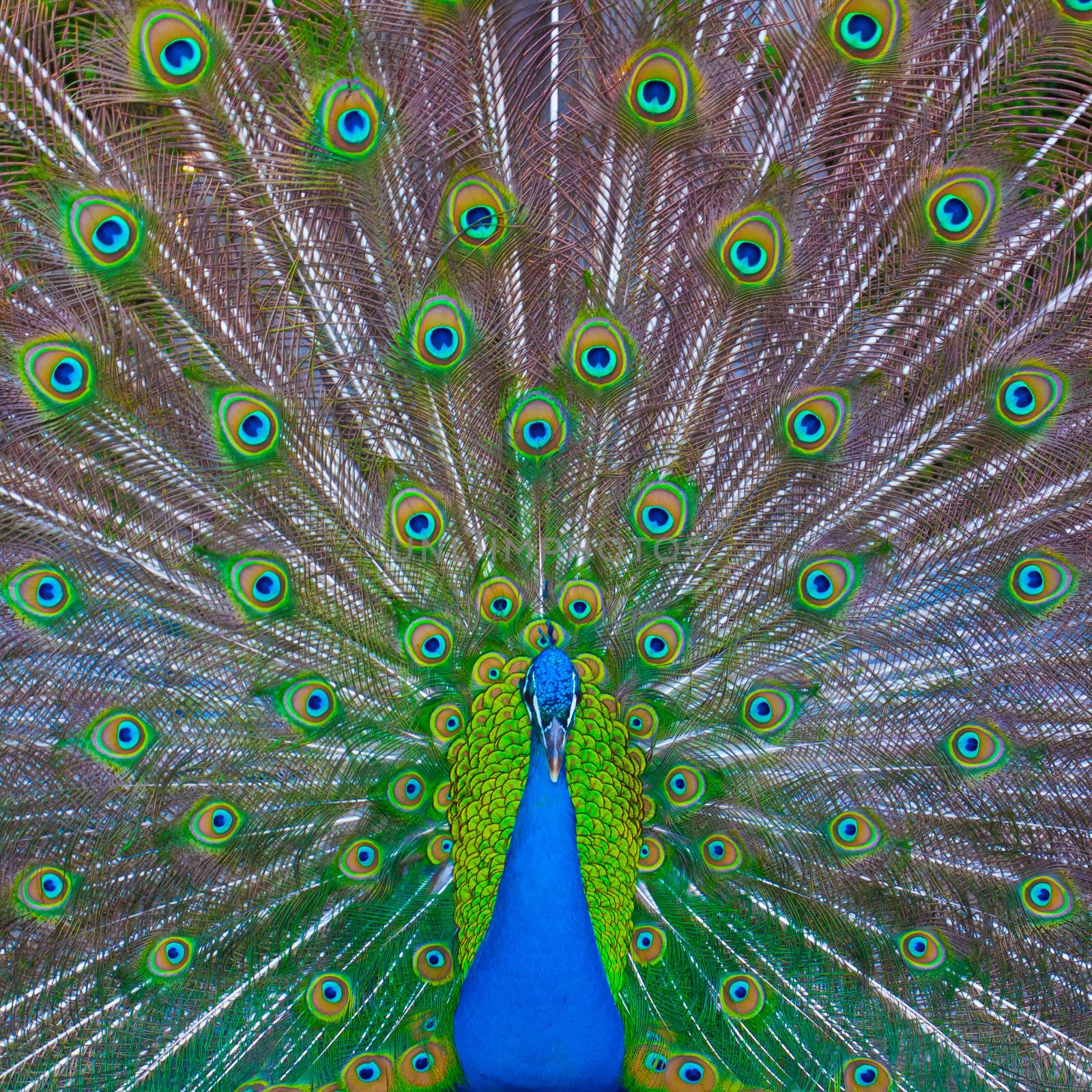 Peacock showing his majestic tail during the mating season.