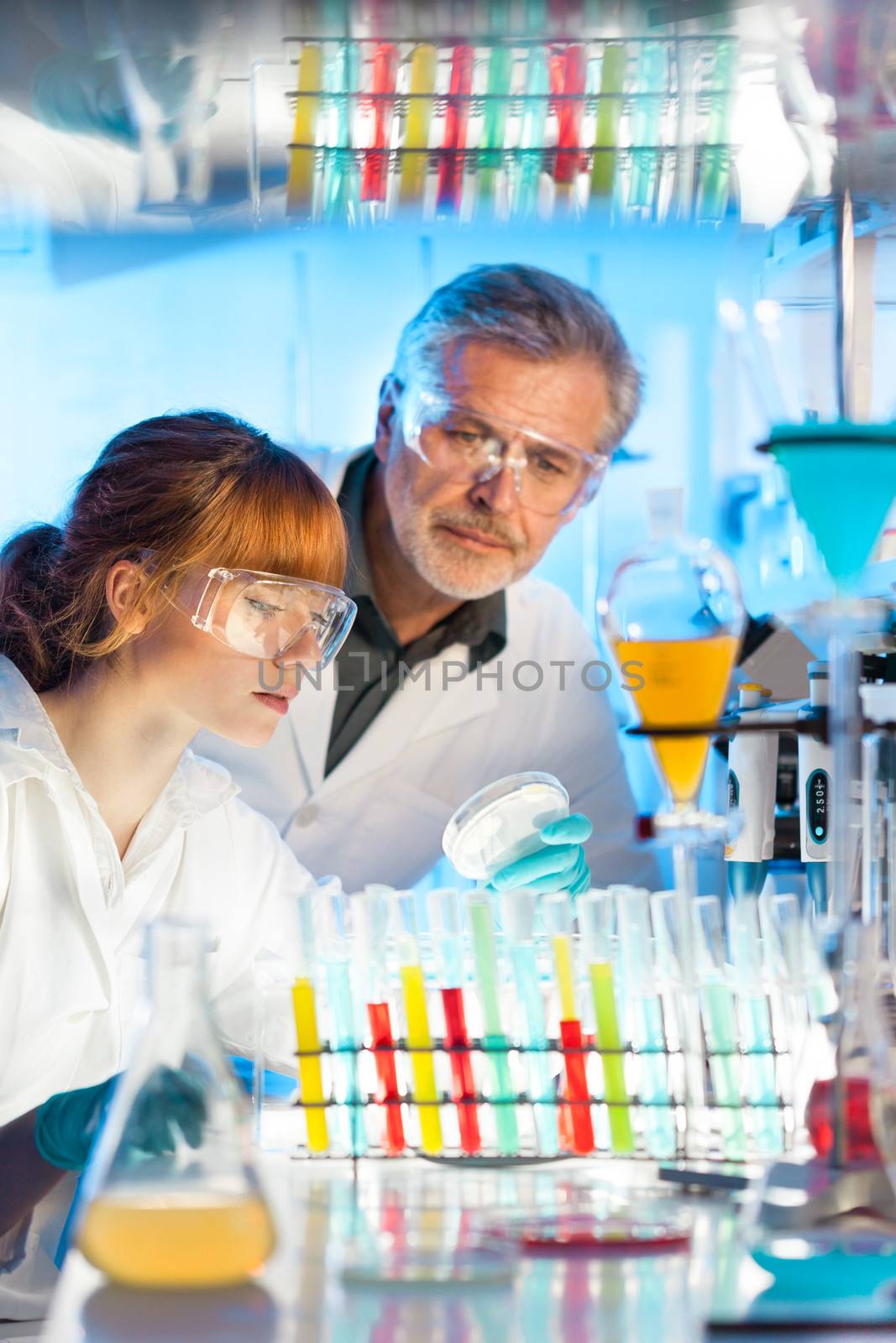 Attractive young female scientist and her senior male supervisor looking at the cell colony grown in the petri dish in the life science research laboratory (biochemistry, genetics, forensics, microbiology..)