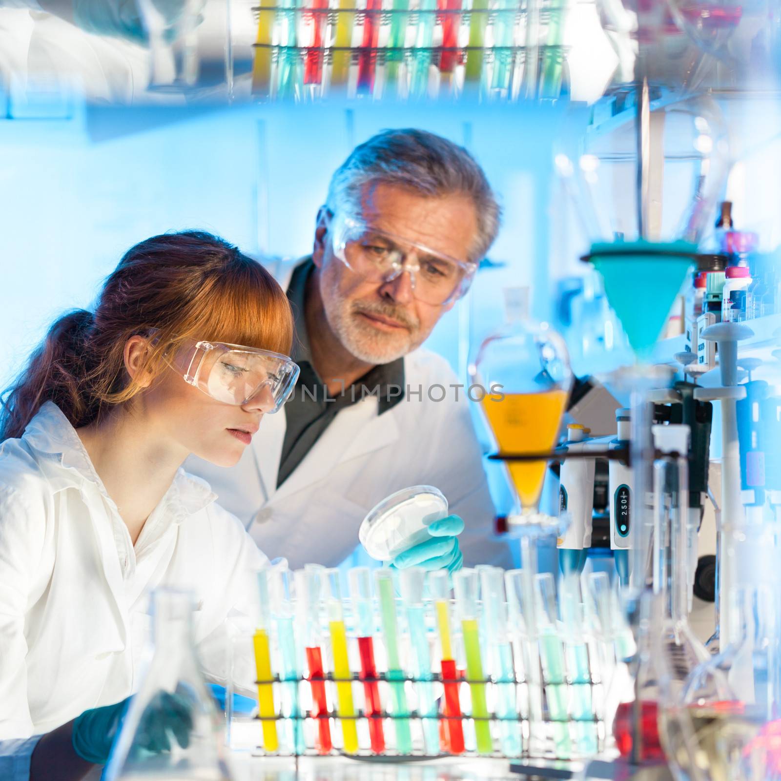 Attractive young female scientist and her senior male supervisor looking at the cell colony grown in the petri dish in the life science research laboratory (biochemistry, genetics, forensics, microbiology..)