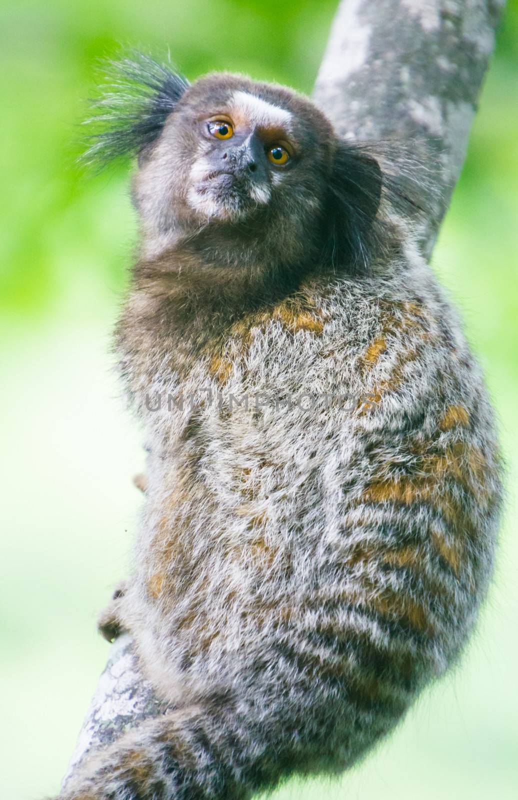 Common marmoset or White-eared marmoset (Callithrix jacchus); New World monkey