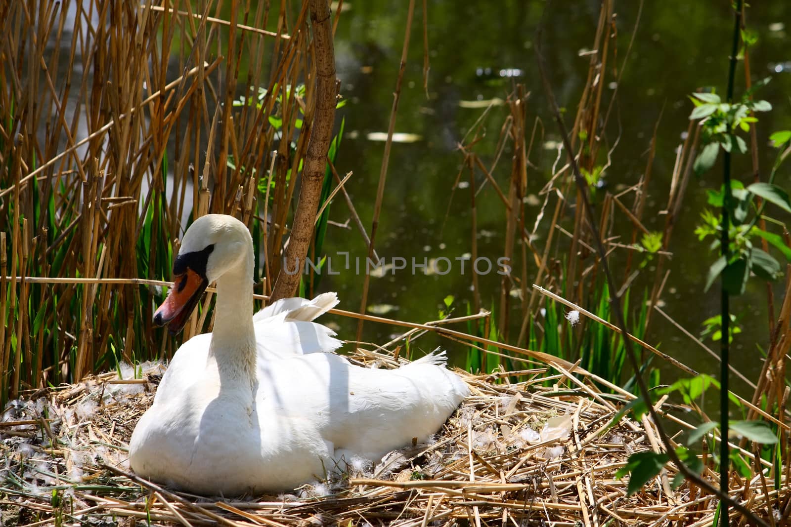 One swan sitting at e nest