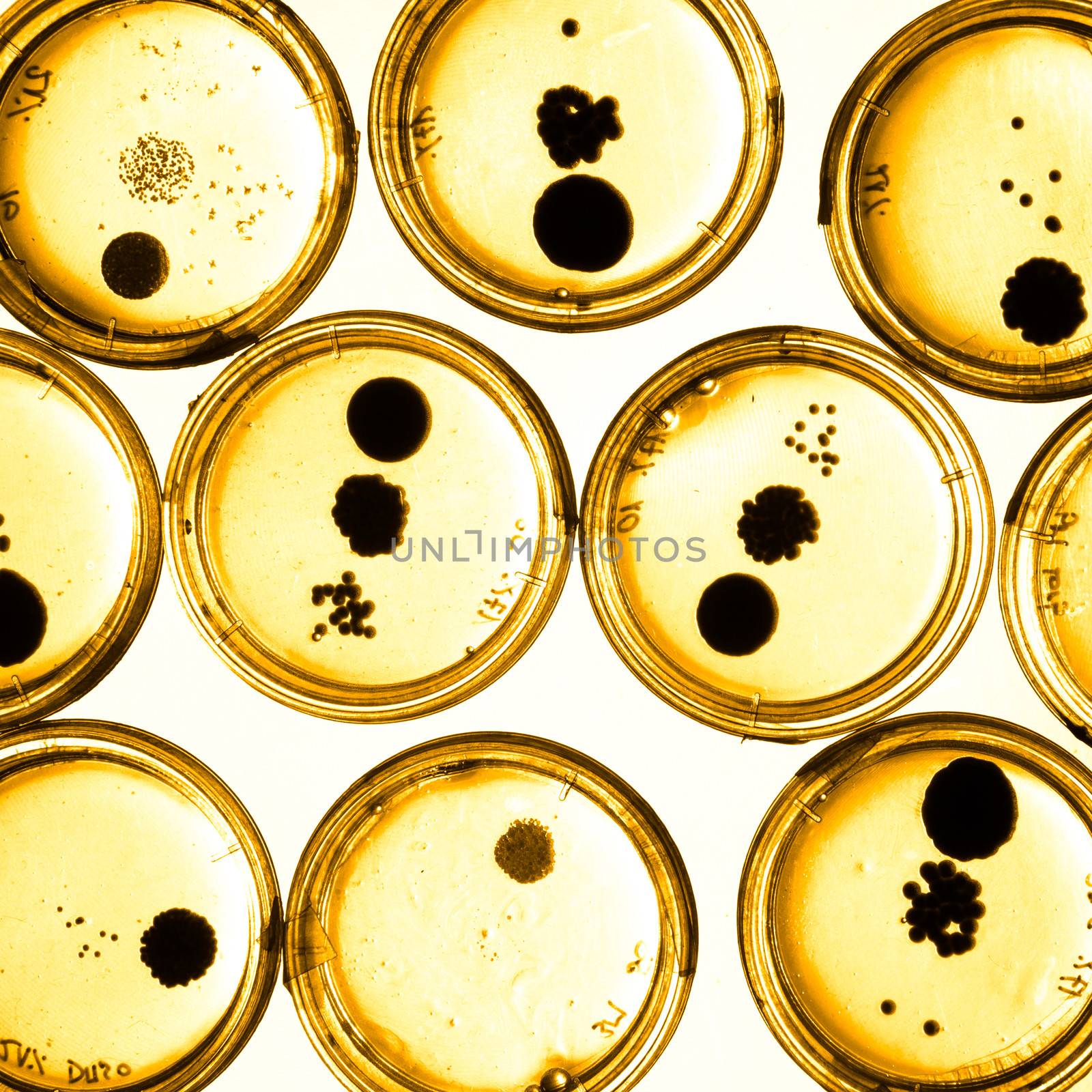 Growing Bacteria in Petri Dishes. by kasto