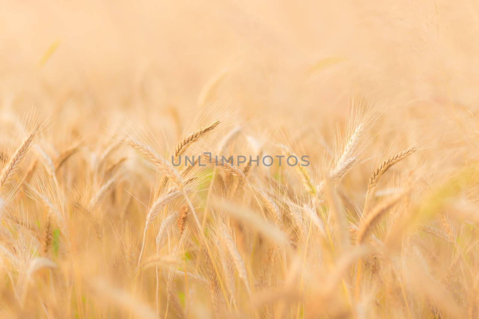 Close up of a wheat ear.