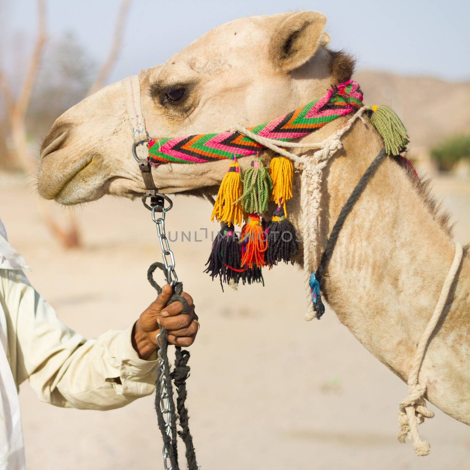 Portrait of a domestic camel.