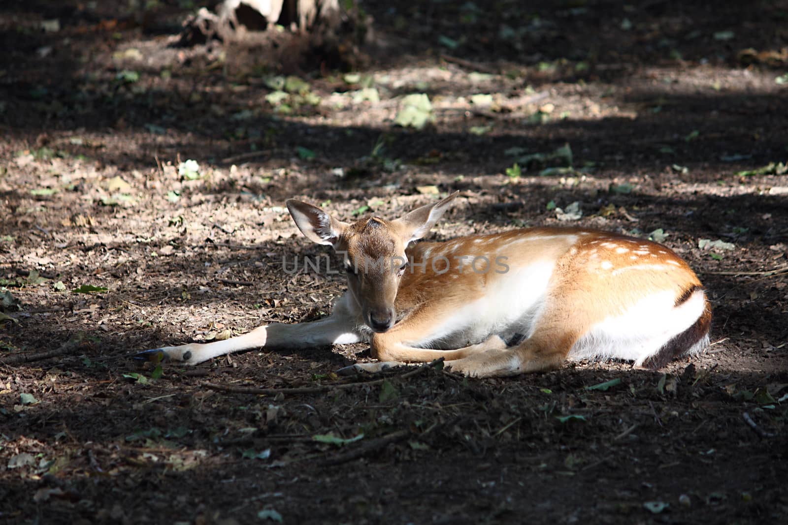 Little deer lying in the forest