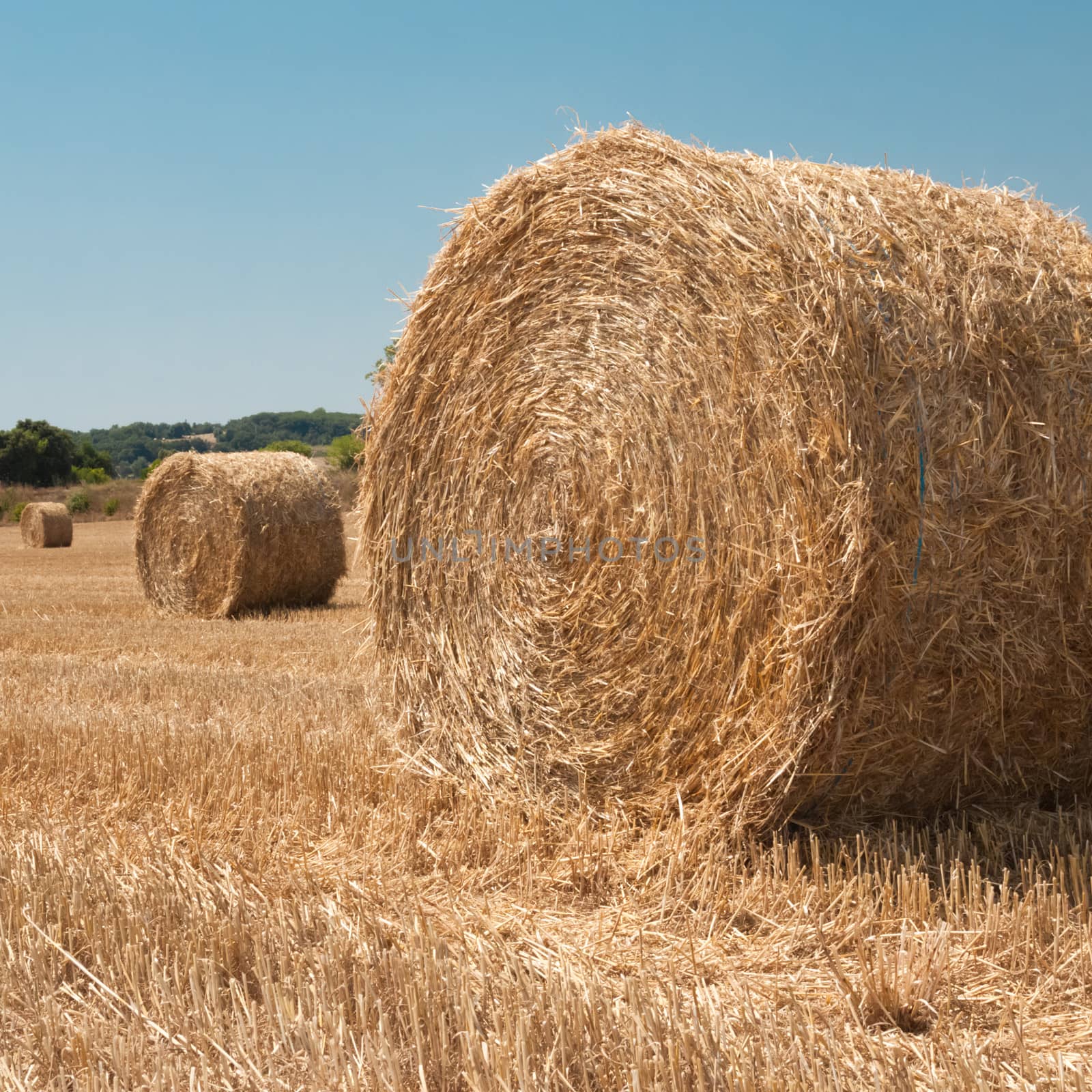 Harvested field with straw bales in summer  by kasto