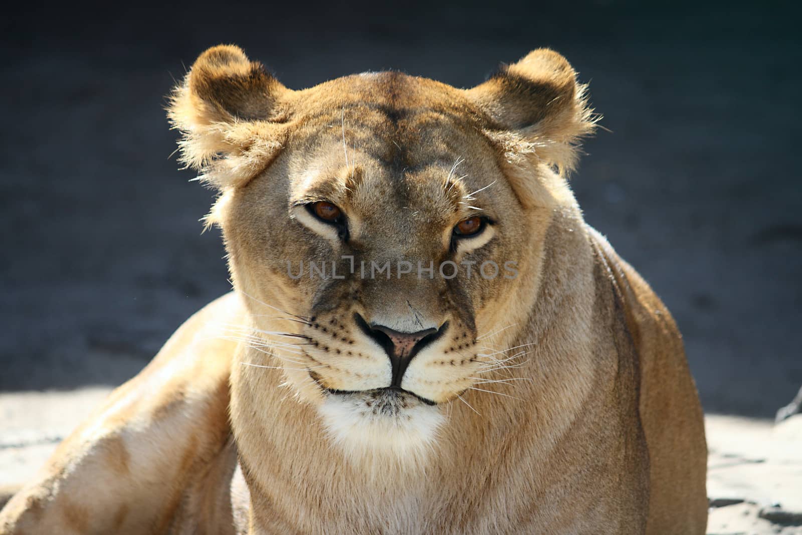 Portrait of smiling lioness by dedmorozz