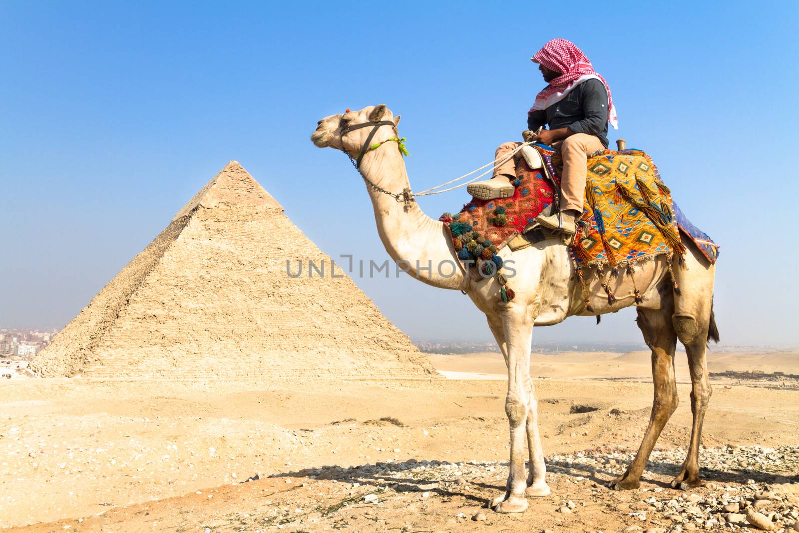 Camel at Giza pyramides, Cairo, Egypt.  by kasto
