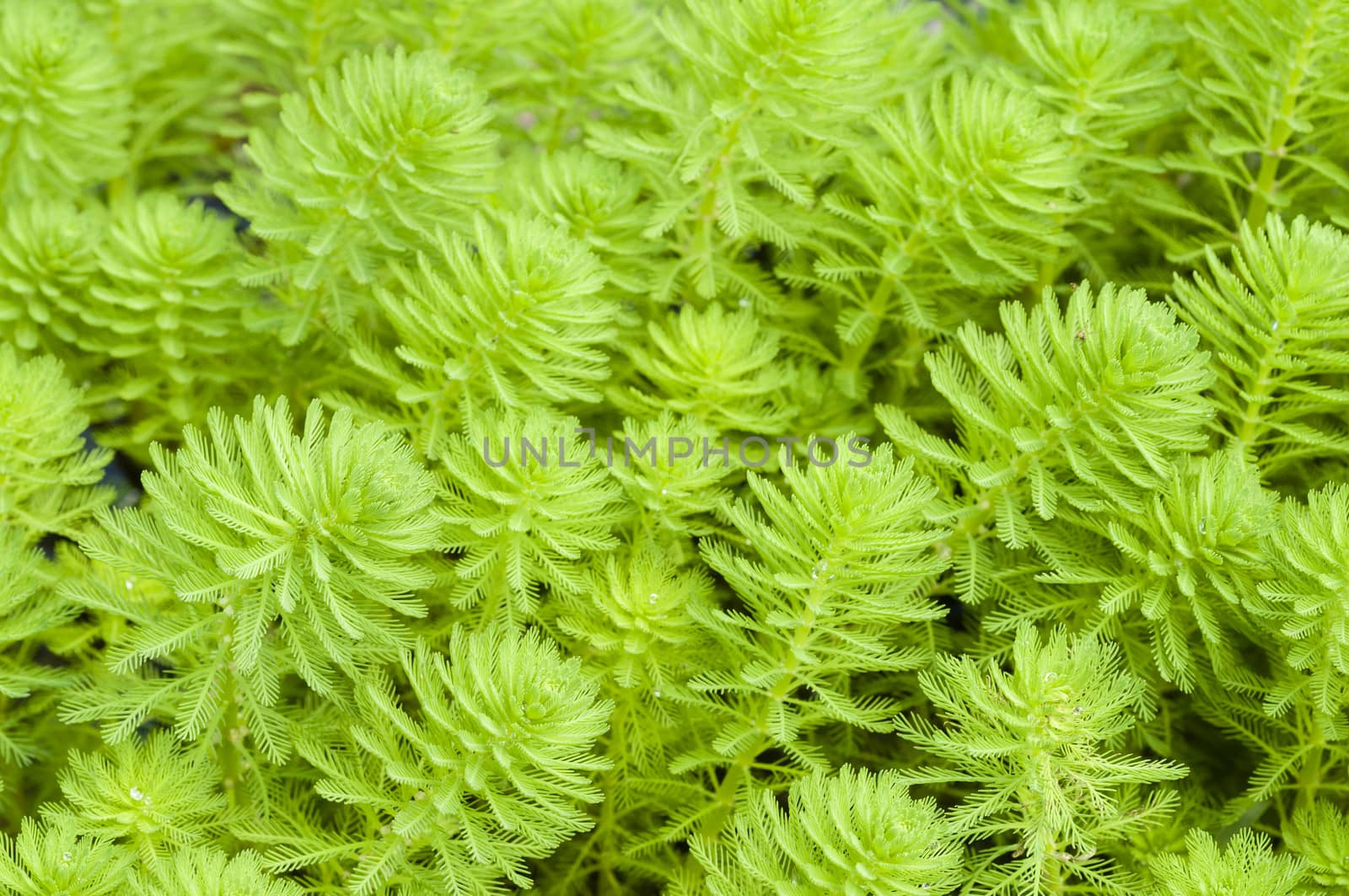 Myriophyllum, watermilfoil, freshwater aquatic plants.
