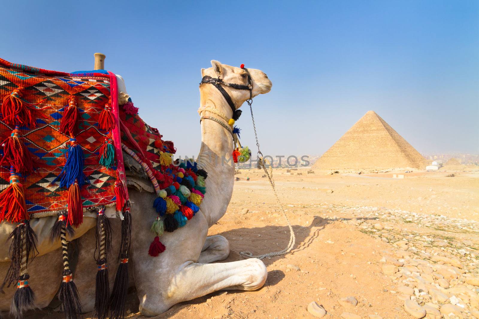 A patient camel with a colorful saddle waits for its owner in front of the pyramids of Giza in Cairo, Egypt. Vertical