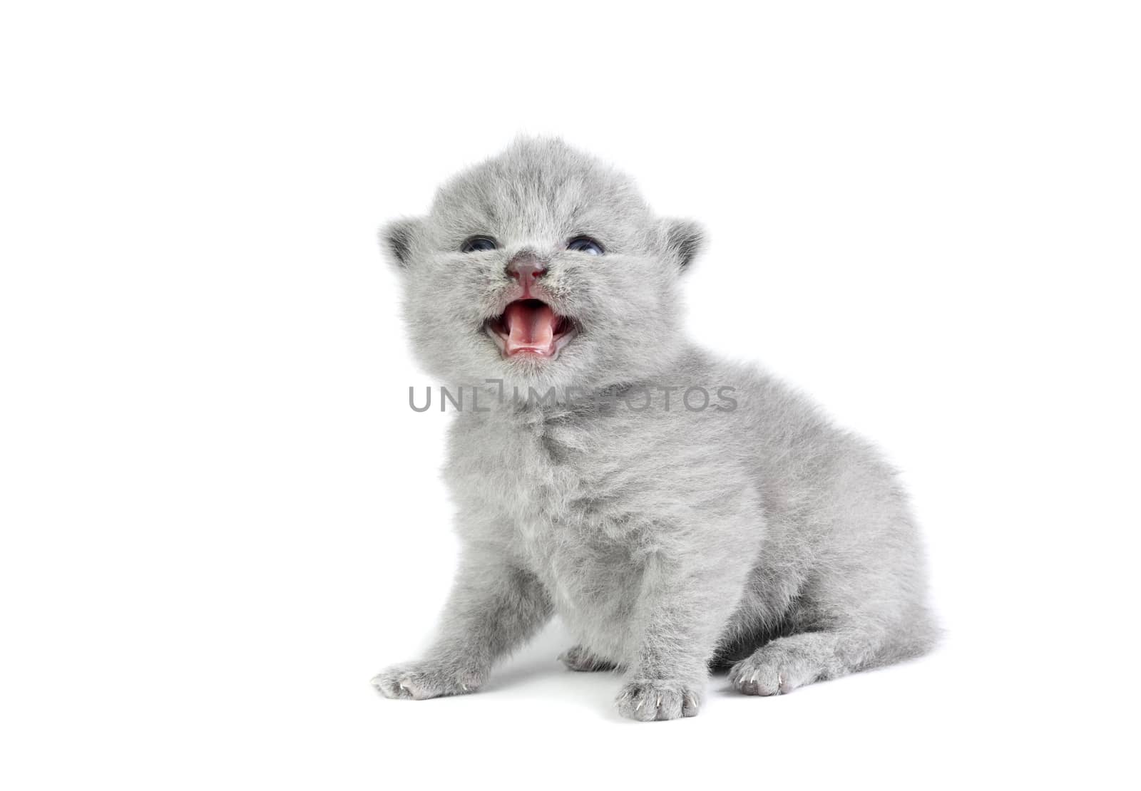 Little british kitten isolated on the white