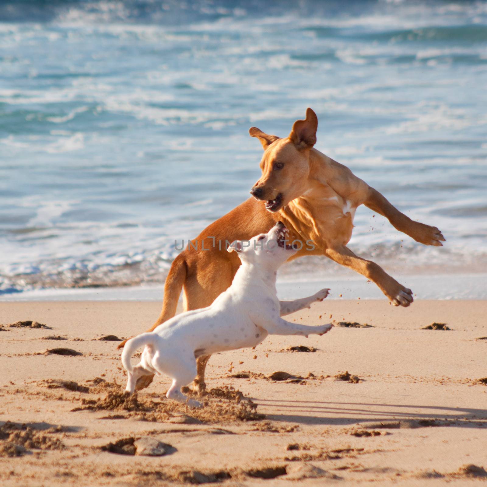 Dogs playing at the beach by kasto
