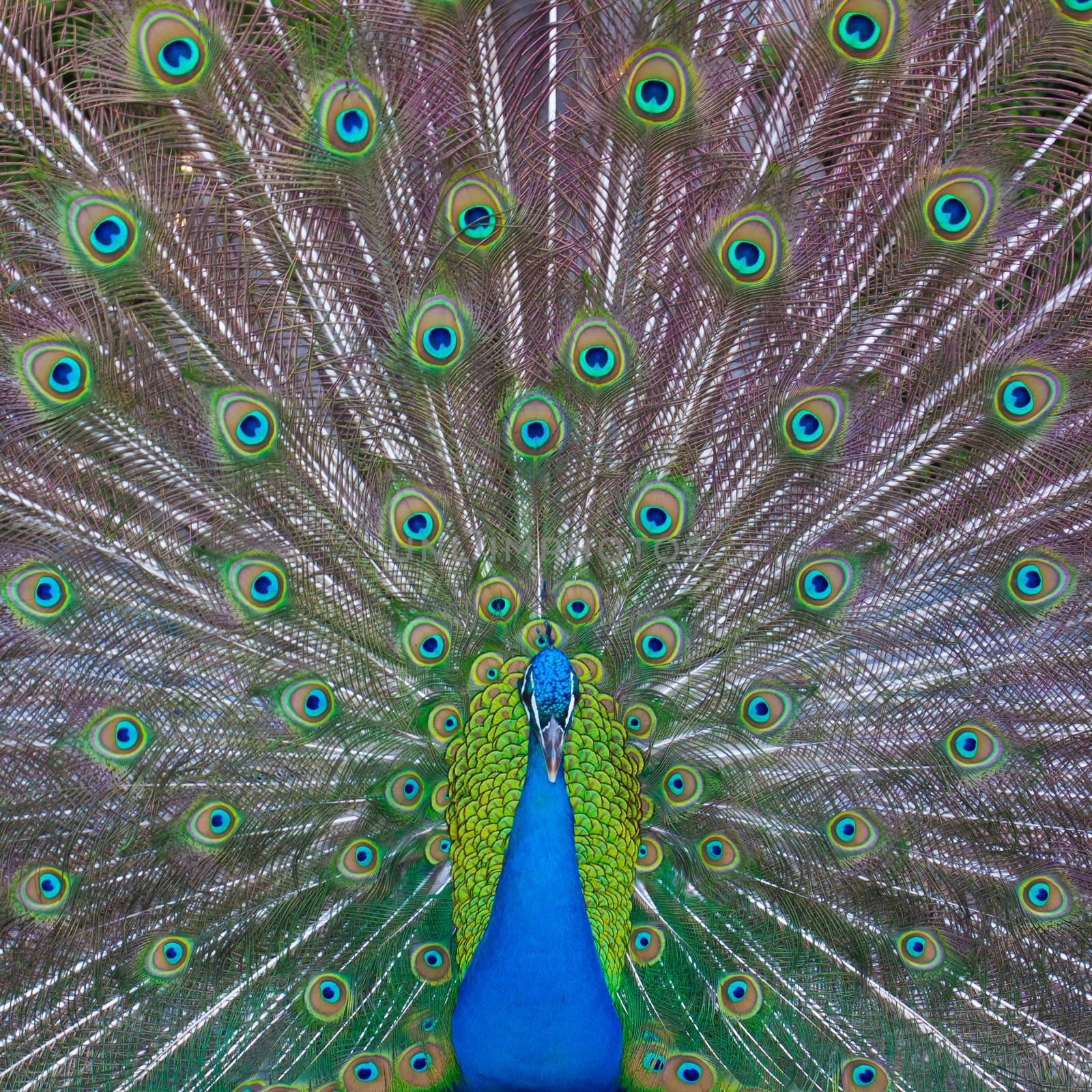 Peacock showing off by kasto