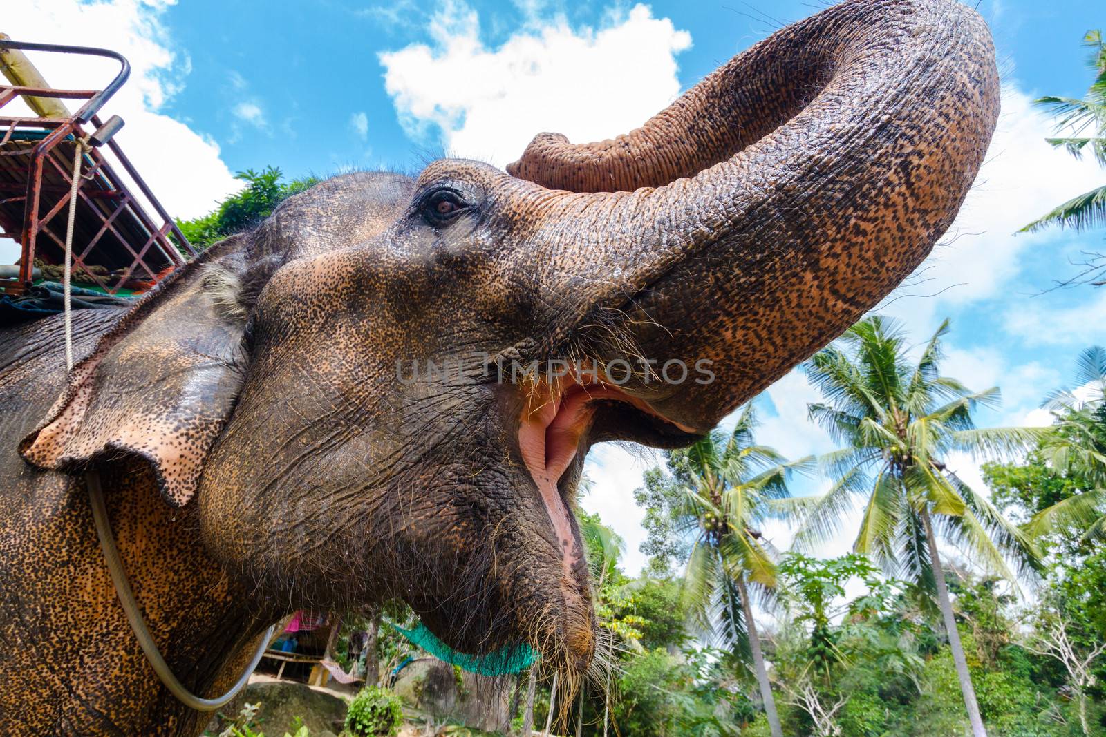 Portrait of a domestic elephant. by kasto