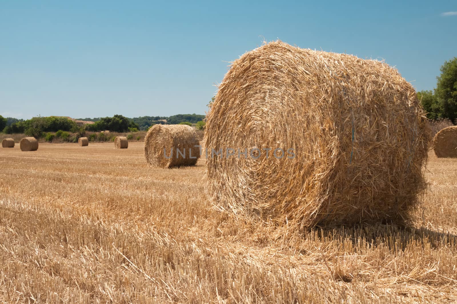 Harvested field with straw bales in summer  by kasto