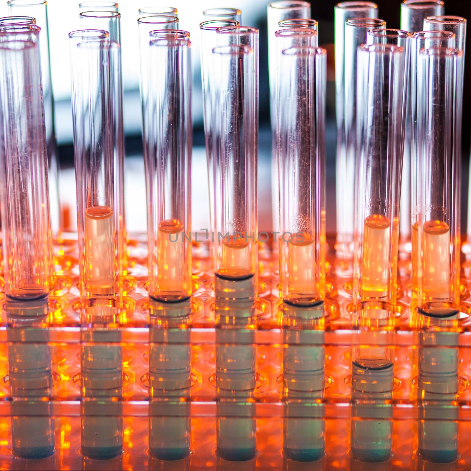 Laboratory glass test tubes filled with liquid chemical on a rack for an experiment in a science research lab.