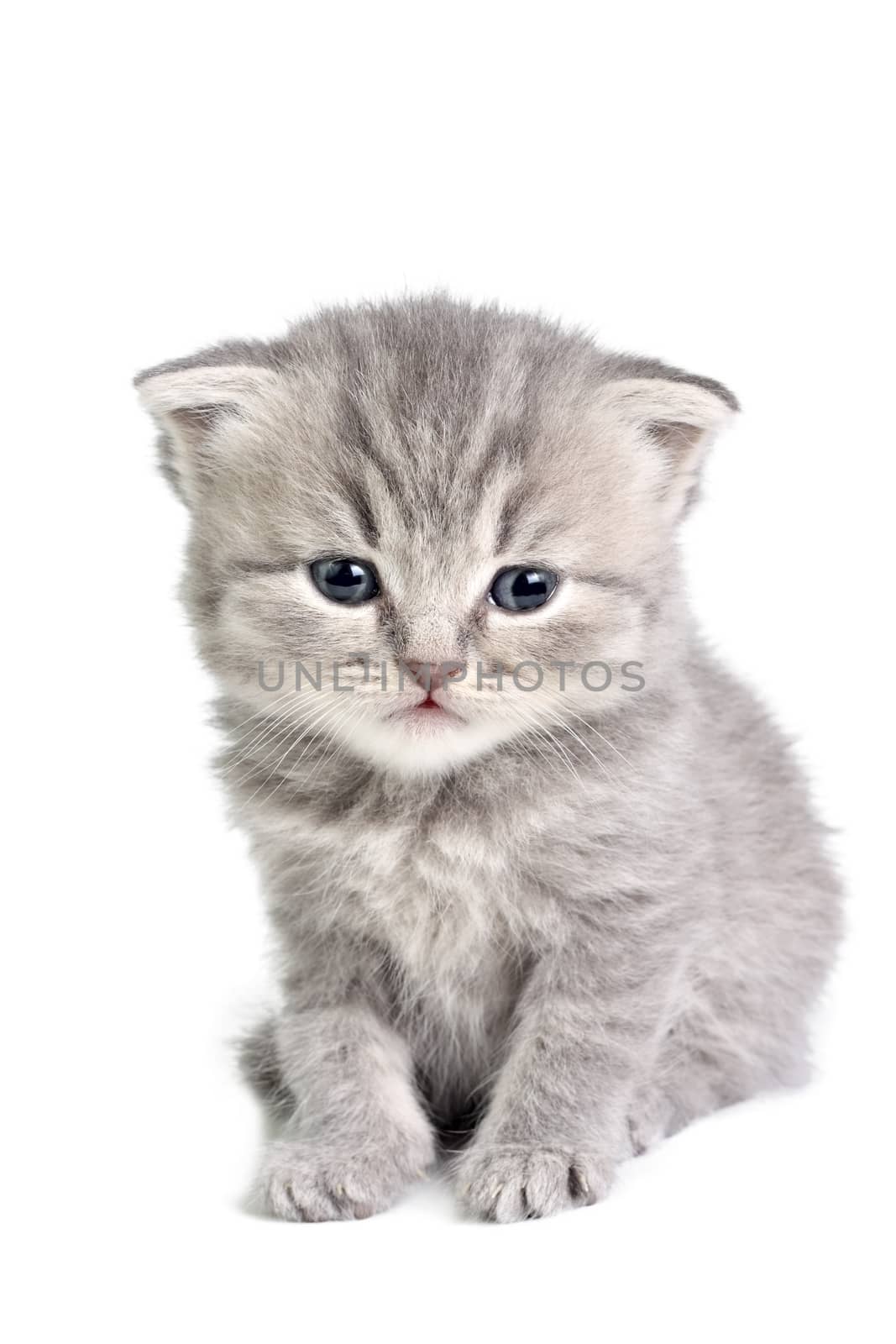 Little british kitten isolated on the white