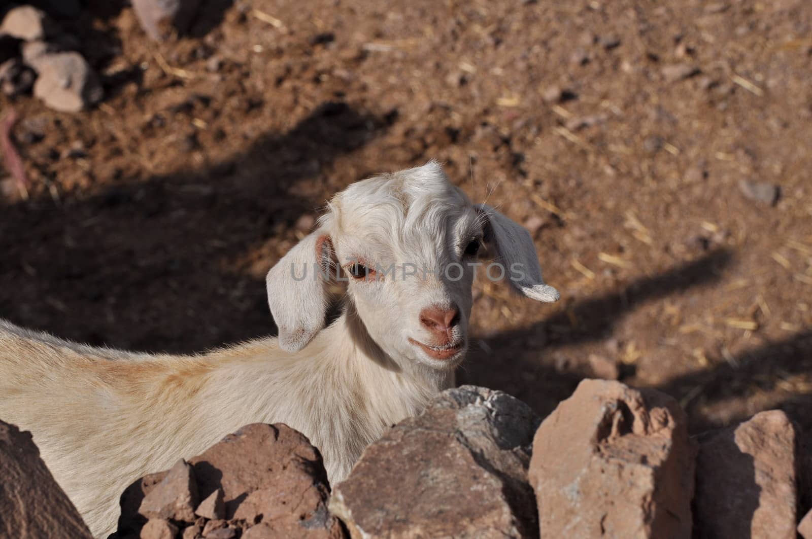 Young white goat looking in to the camera