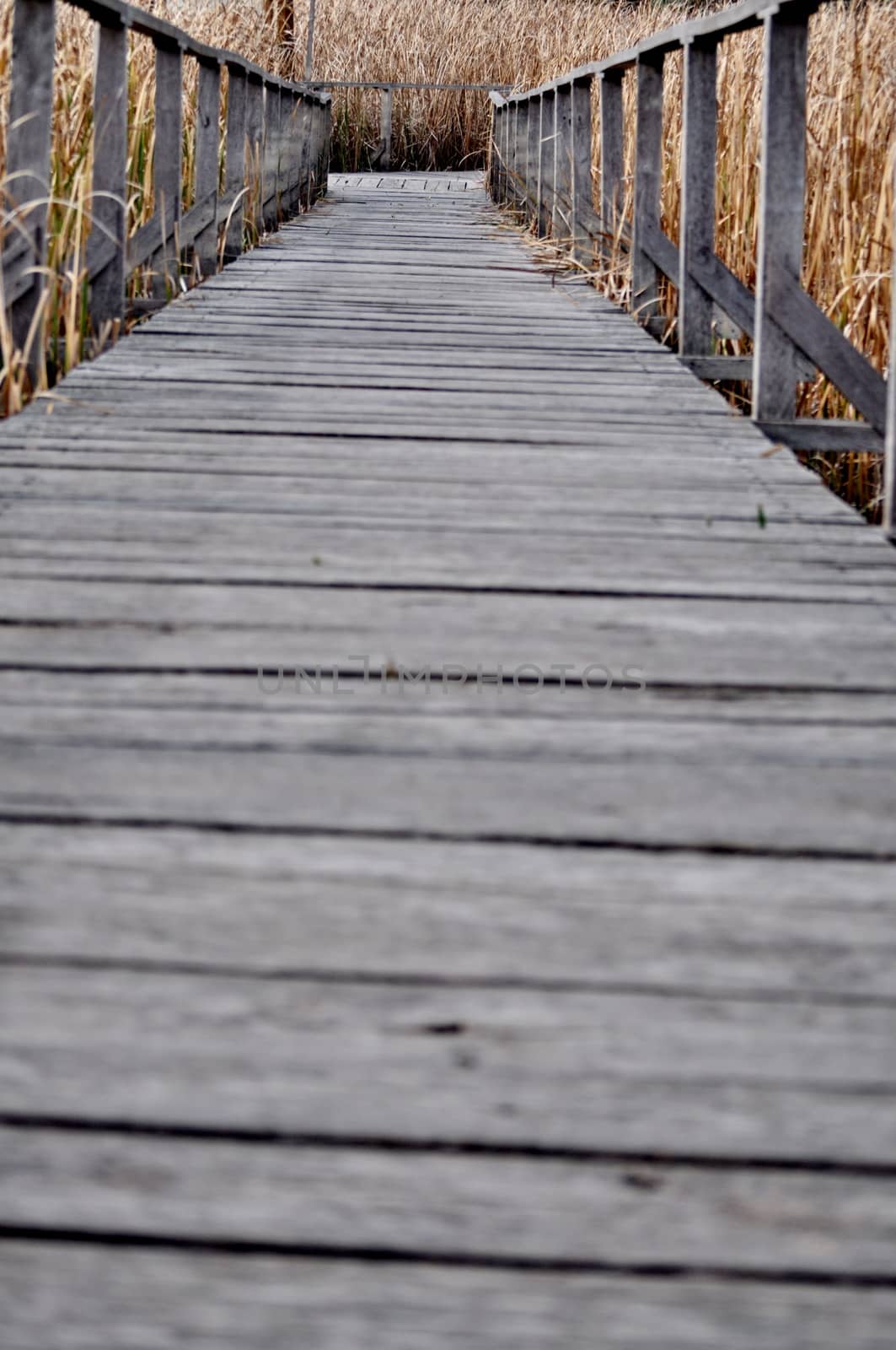 Path covered by wood