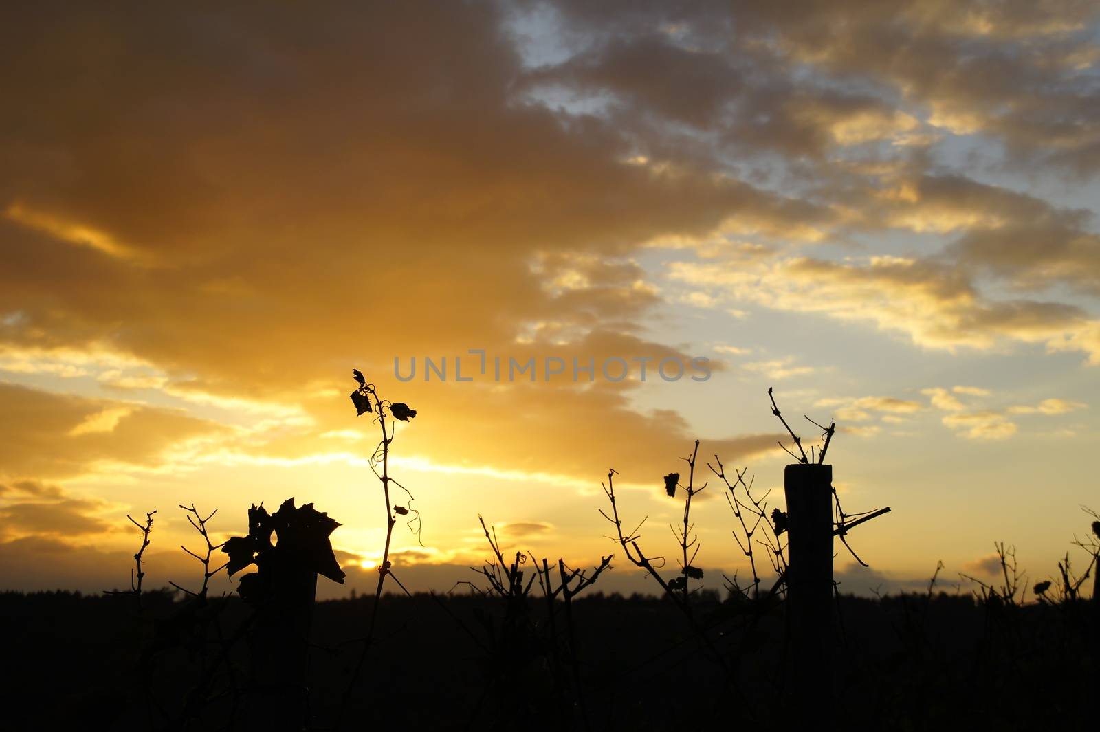 Sonnenuntergang mit den Silhouetten von Rebstöcken