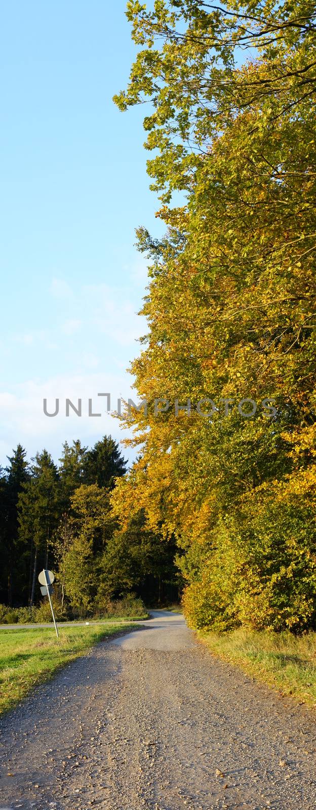 Panorama eines Waldrandes senkrecht
