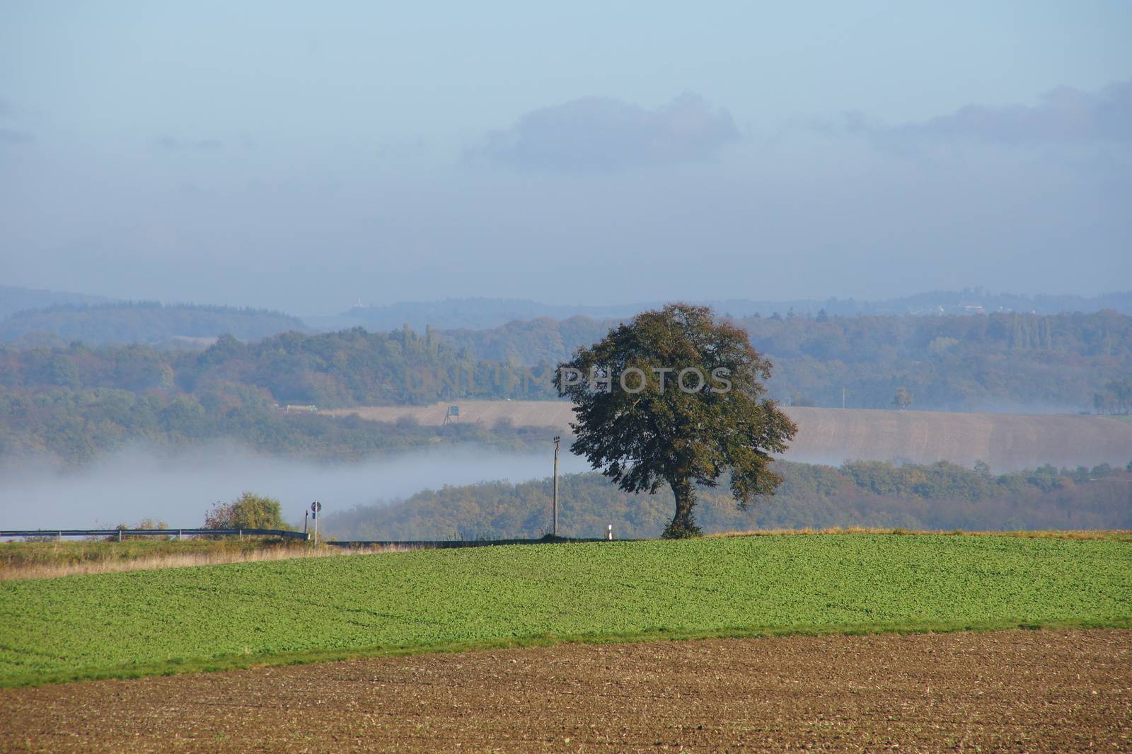 Landschaft mit Baum und Morgennebel
