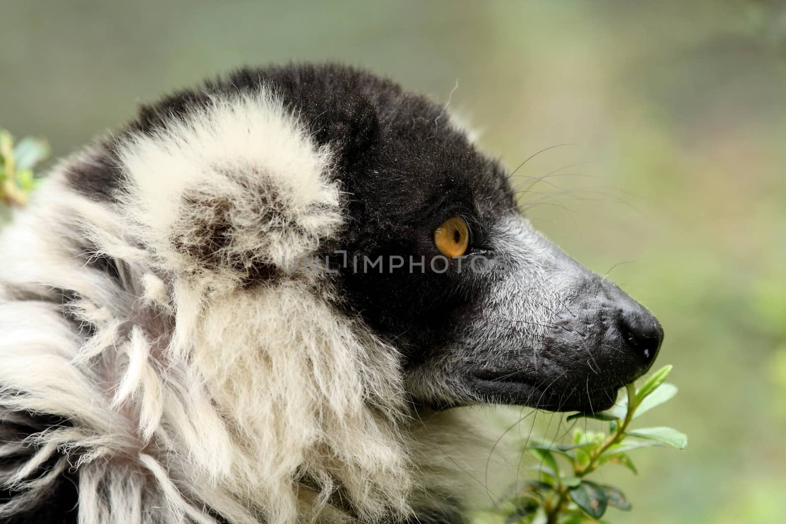 Portrait of a curious white collared lemur