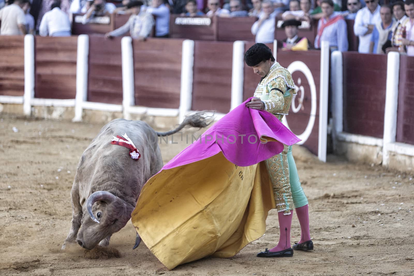 Ubeda, Jaen province, SPAIN - 29 september 2010: Spanish bullfighter Manuel Jesus with the capote or cape bullfighting a bull of nearly 600 kg of grey ash during a bullfight held in Ubeda, Jaen province, Spain, 29 september 2010